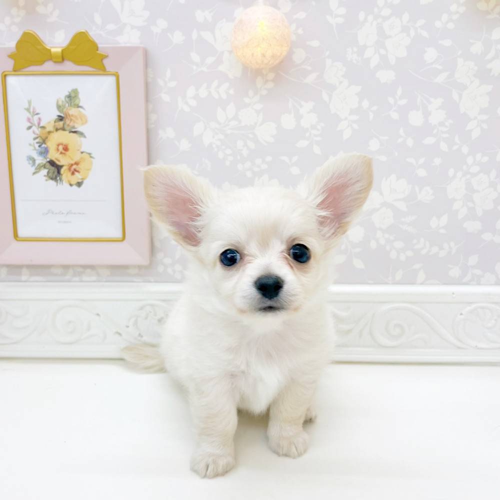 ハーフ犬女の子の写真