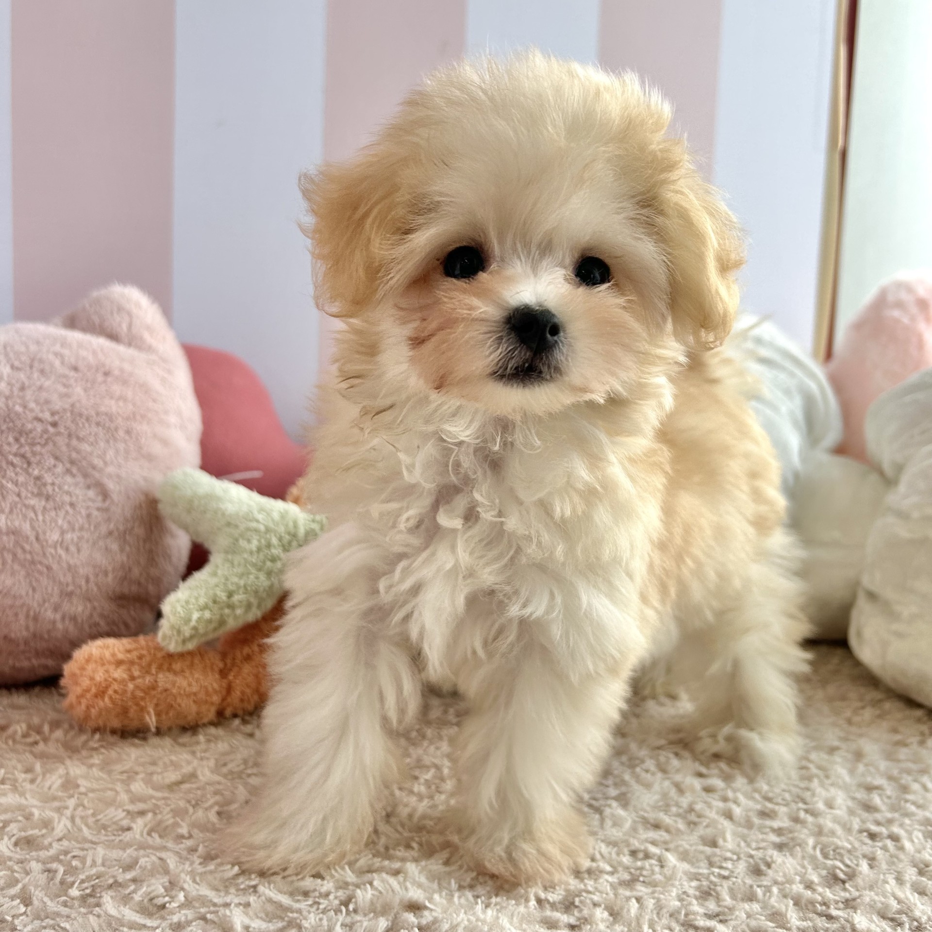 岡山県のマルプー(マルチーズ×プードル) (犬の家＆猫の里倉敷中庄店/2026年6月6日生まれ/女の子/クリーム)の子犬の2枚目の画像