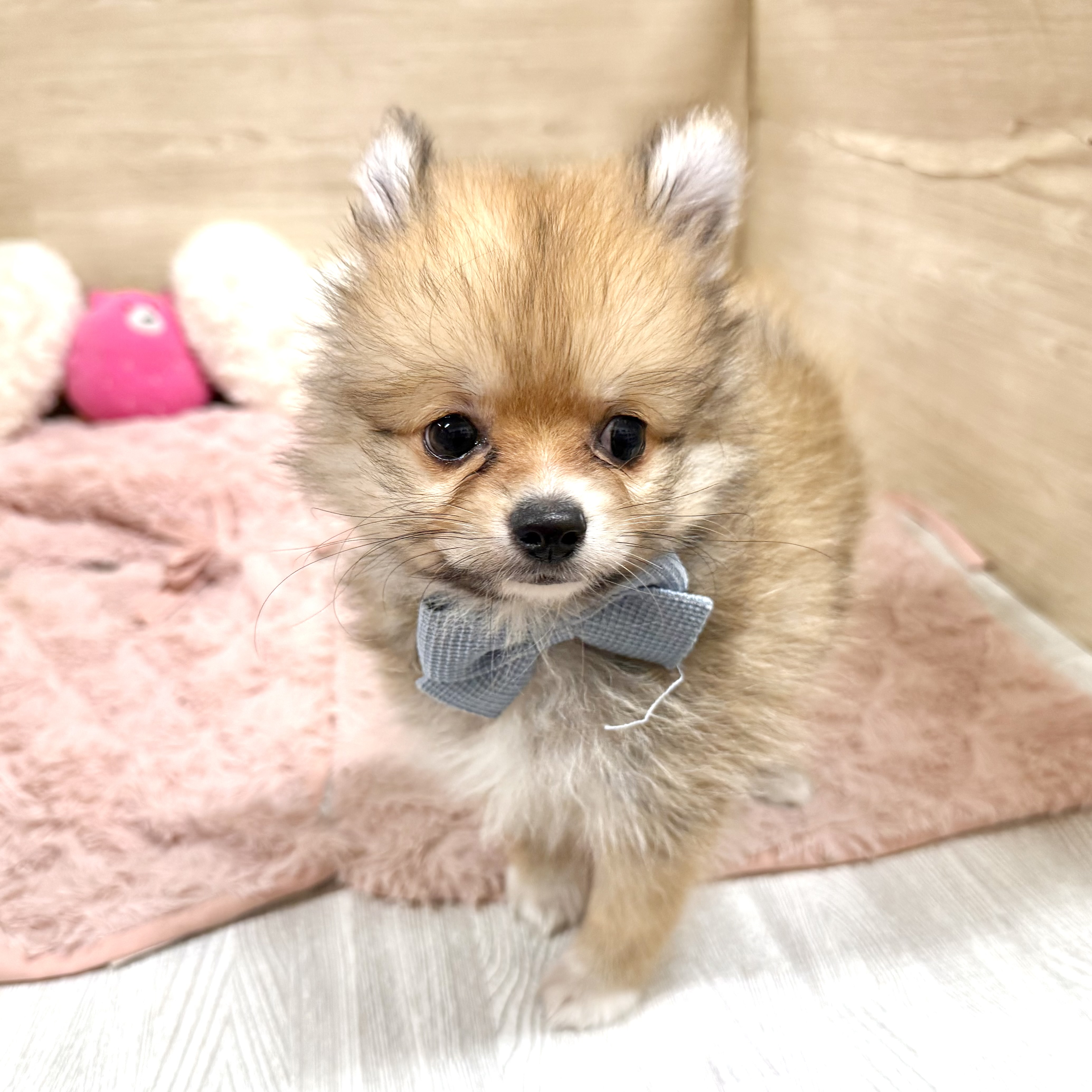 大阪府のポメチワ/チワポメ/ポメチー(ポメラニアン×チワワ) (犬の家＆猫の里そよら東岸和田店/2026年6月8日生まれ/女の子/オレンジ)の子犬の2枚目の画像