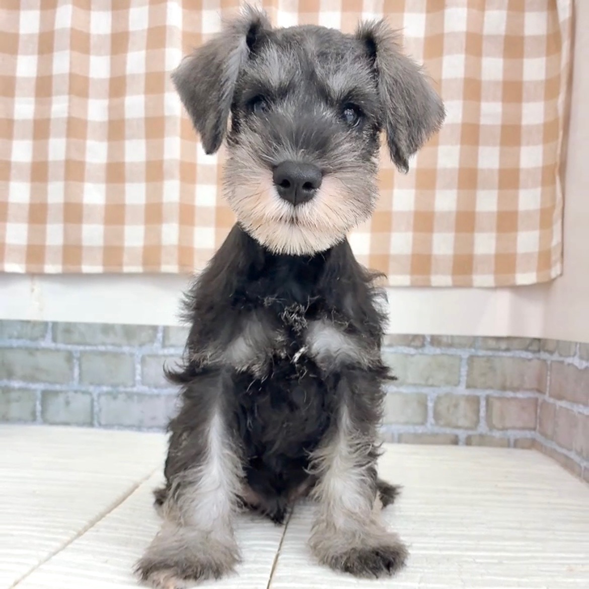 愛知県のミニチュアシュナウザー (犬の家＆猫の里碧南店/2026年6月8日生まれ/男の子/ソルトペッパー)の子犬の2枚目の画像