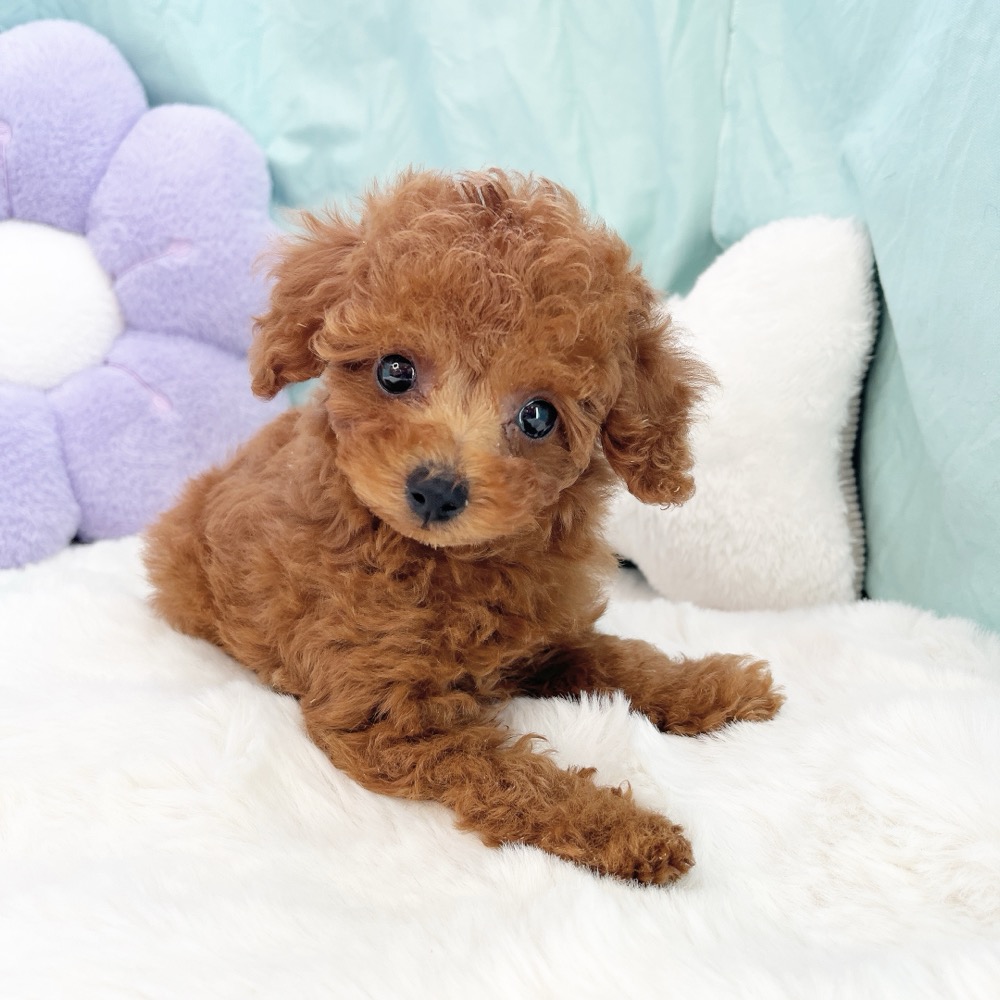 愛知県のトイプードル(トイ) (犬の家＆猫の里愛知刈谷店/2026年6月10日生まれ/男の子/レッドフォーン)の子犬の2枚目の画像