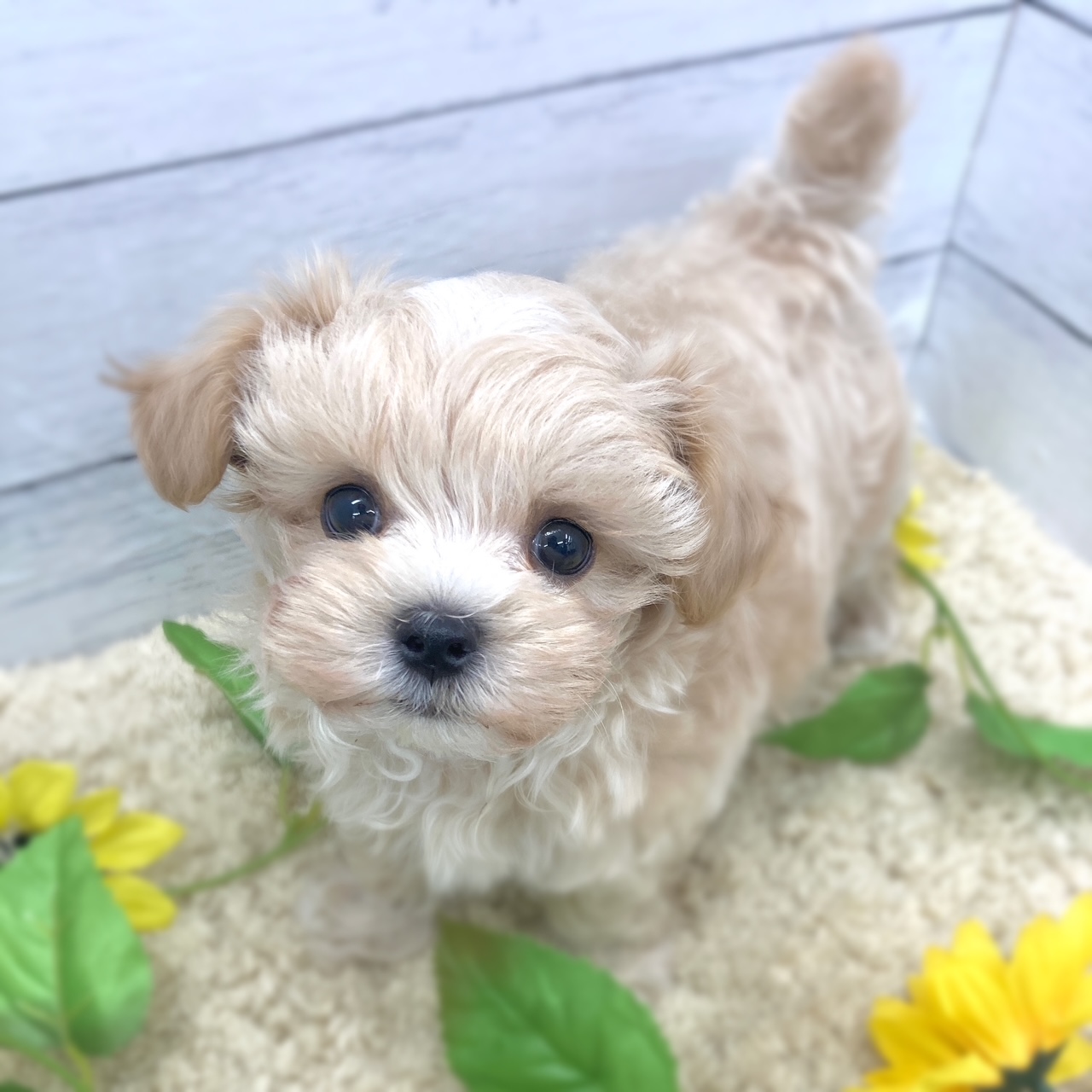 ハーフ犬男の子の写真