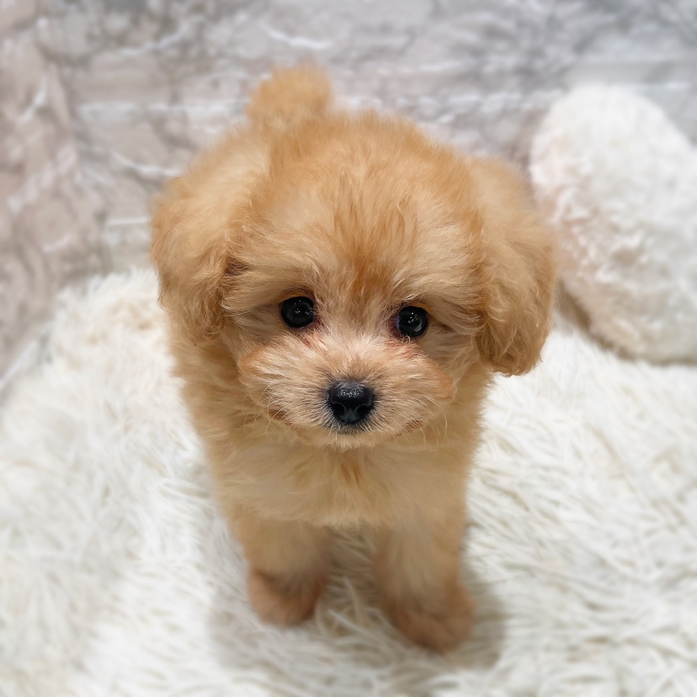 愛知県のポメプー(ポメラニアン×プードル) (犬の家＆猫の里MiO香久山店/2026年6月8日生まれ/男の子/クリーム)の子犬の2枚目の画像