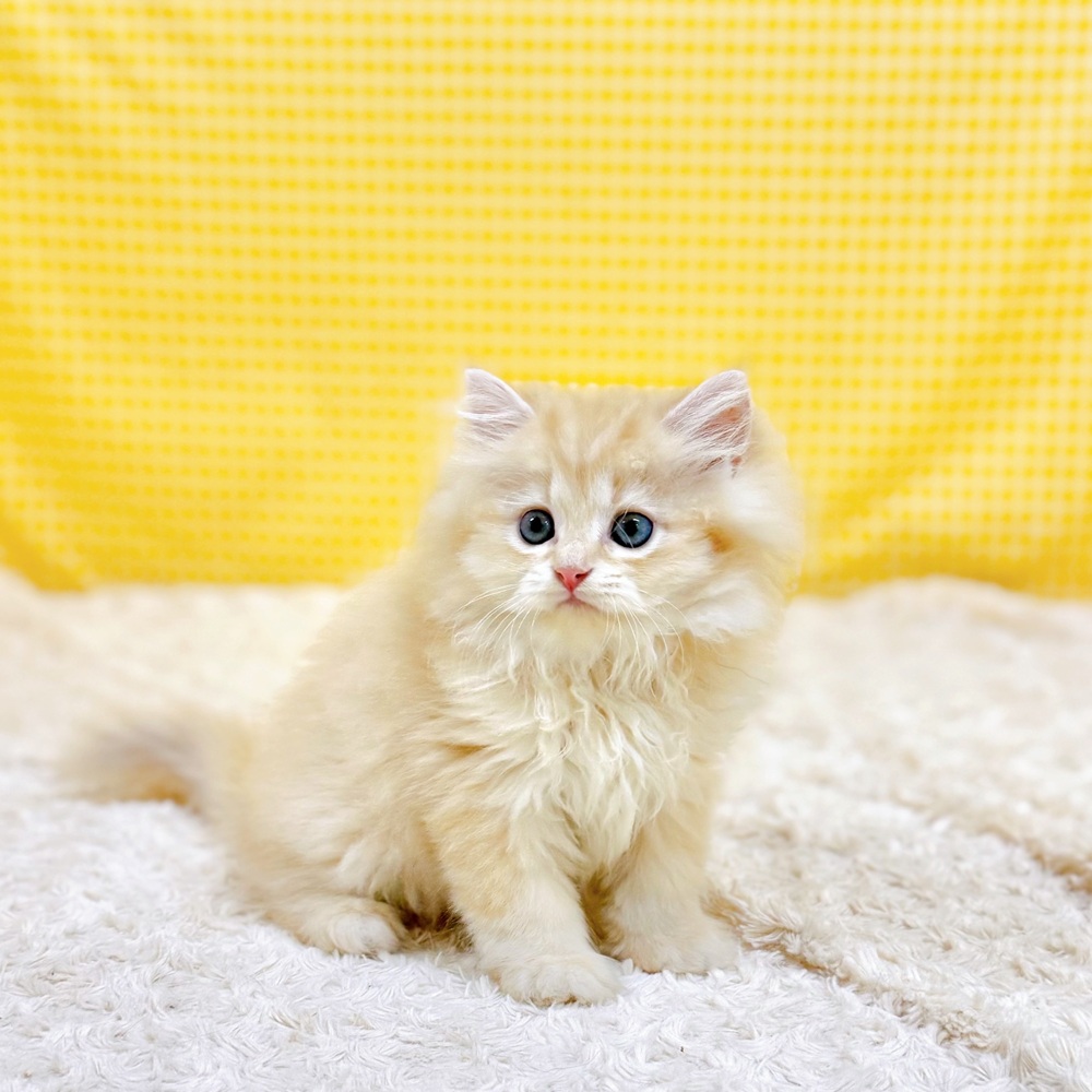 愛知県のスコティッシュストレート (犬の家＆猫の里一宮店/2026年6月10日生まれ/男の子/クリームタビー)の子猫の2枚目の画像