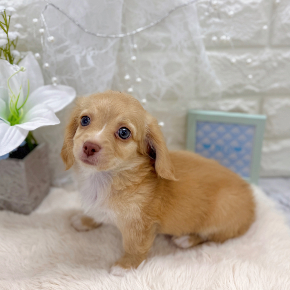 福井県のチワックス(チワワ×ダックス) (犬の家＆猫の里アミーゴ福井大和田店/2026年6月9日生まれ/男の子/イエロー)の子犬の2枚目の画像