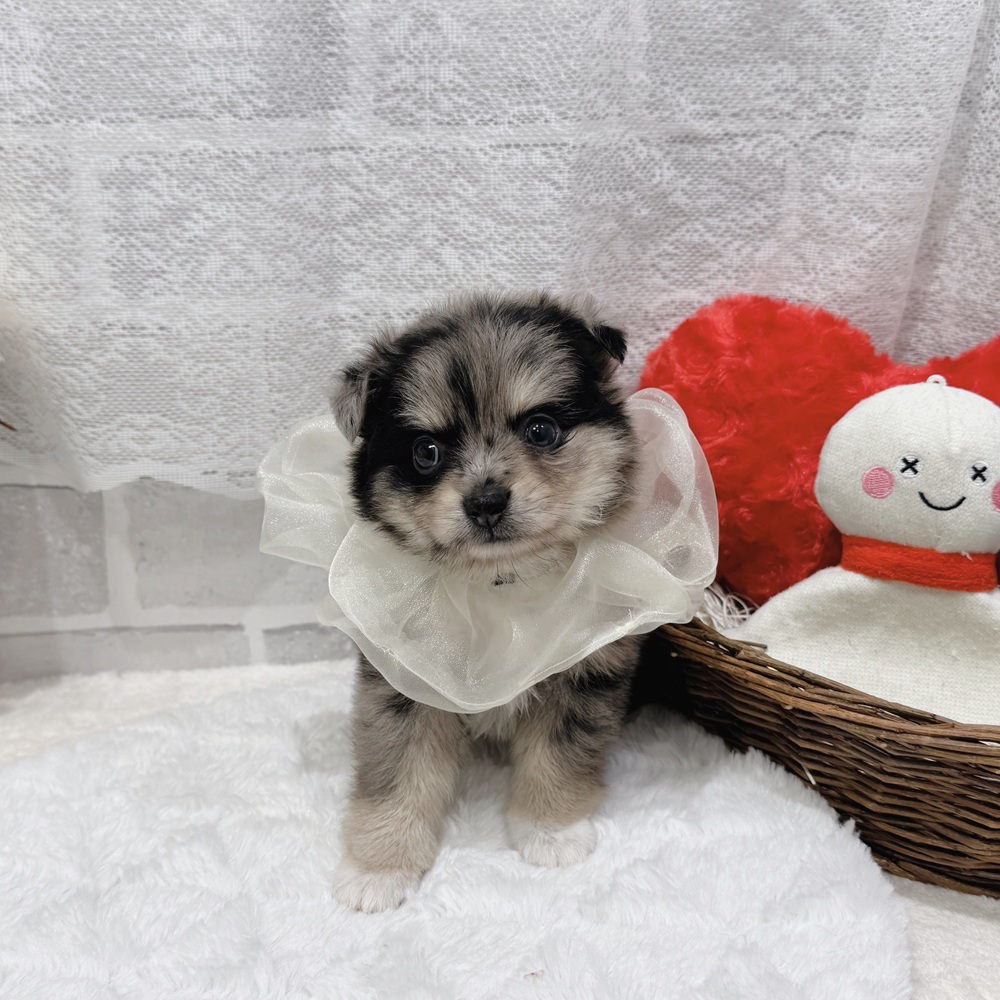 滋賀県のポメチワ/チワポメ/ポメチー(ポメラニアン×チワワ) (犬の家＆猫の里長浜店/2026年6月11日生まれ/女の子/ブルーマール)の子犬の2枚目の画像