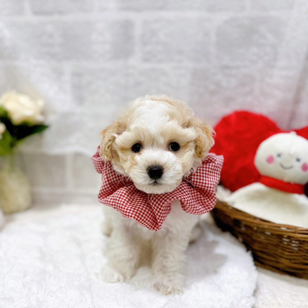 滋賀県のビションプー(ビションフリーゼ×プードル) (犬の家＆猫の里長浜店/2026年6月8日生まれ/男の子/クリームホワイト)の子犬の1枚目の画像