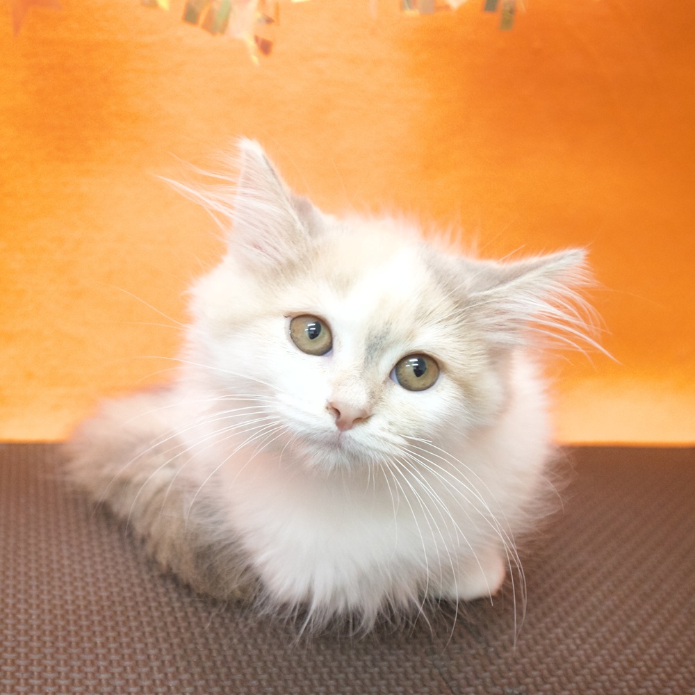 大阪府のミヌエット (犬の家＆猫の里吹田店/2026年6月4日生まれ/女の子/ダイリュートキャリコ)の子猫の1枚目の画像