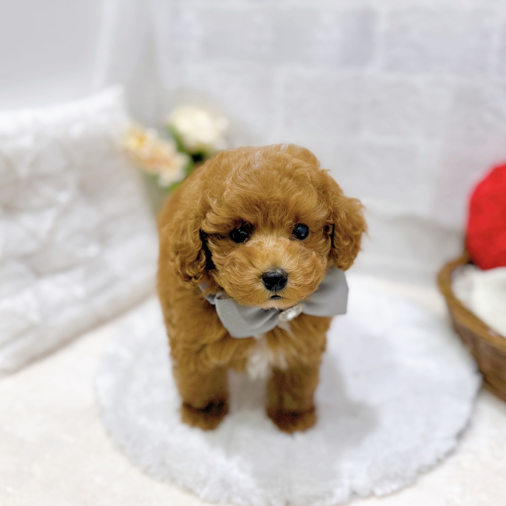 滋賀県のトイプードル(トイ) (犬の家＆猫の里長浜店/2026年6月1日生まれ/男の子/レッドフォーン)の子犬の2枚目の画像