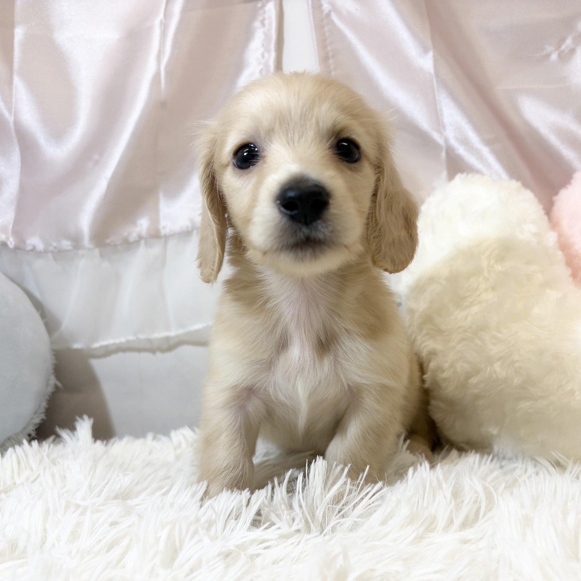 兵庫県のミニチュアダックスフンド(ロング) (犬の家＆猫の里カナート西神戸店/2026年6月10日生まれ/男の子/イエロー)の子犬の1枚目の画像