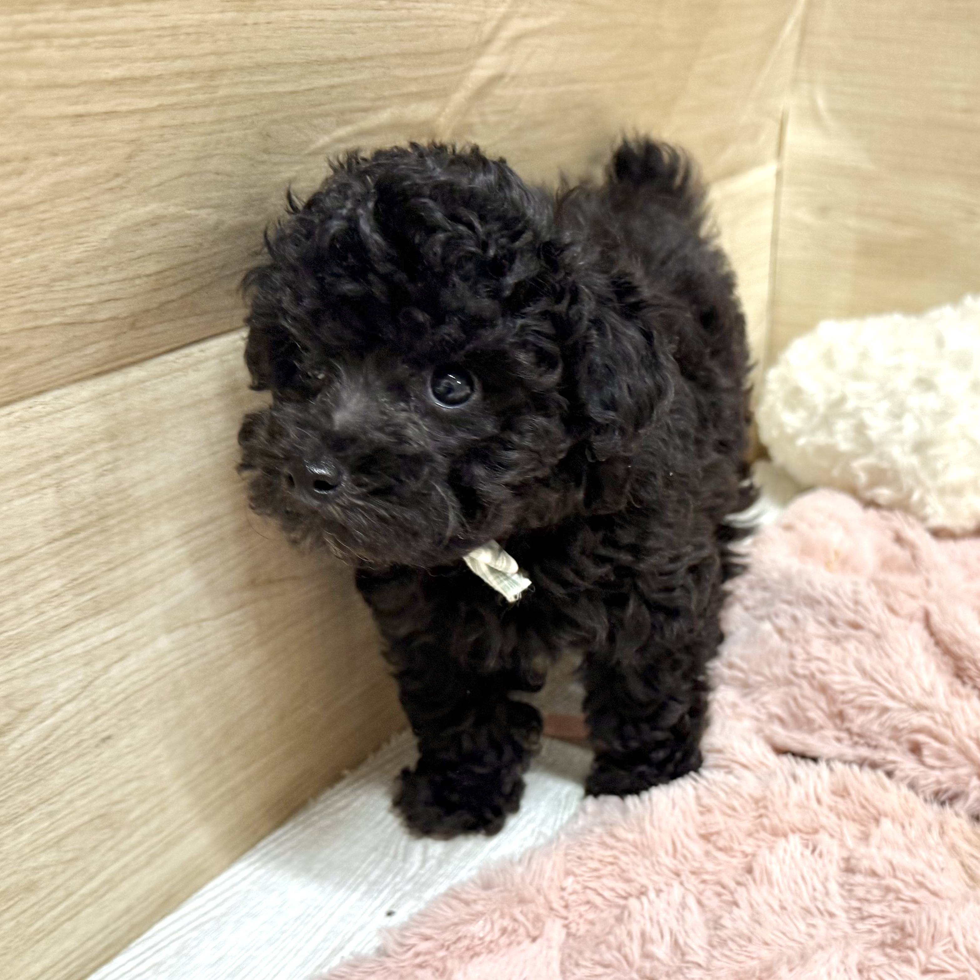 大阪府のトイプードル(トイ) (犬の家＆猫の里そよら東岸和田店/2026年6月10日生まれ/男の子/グレー)の子犬の1枚目の画像