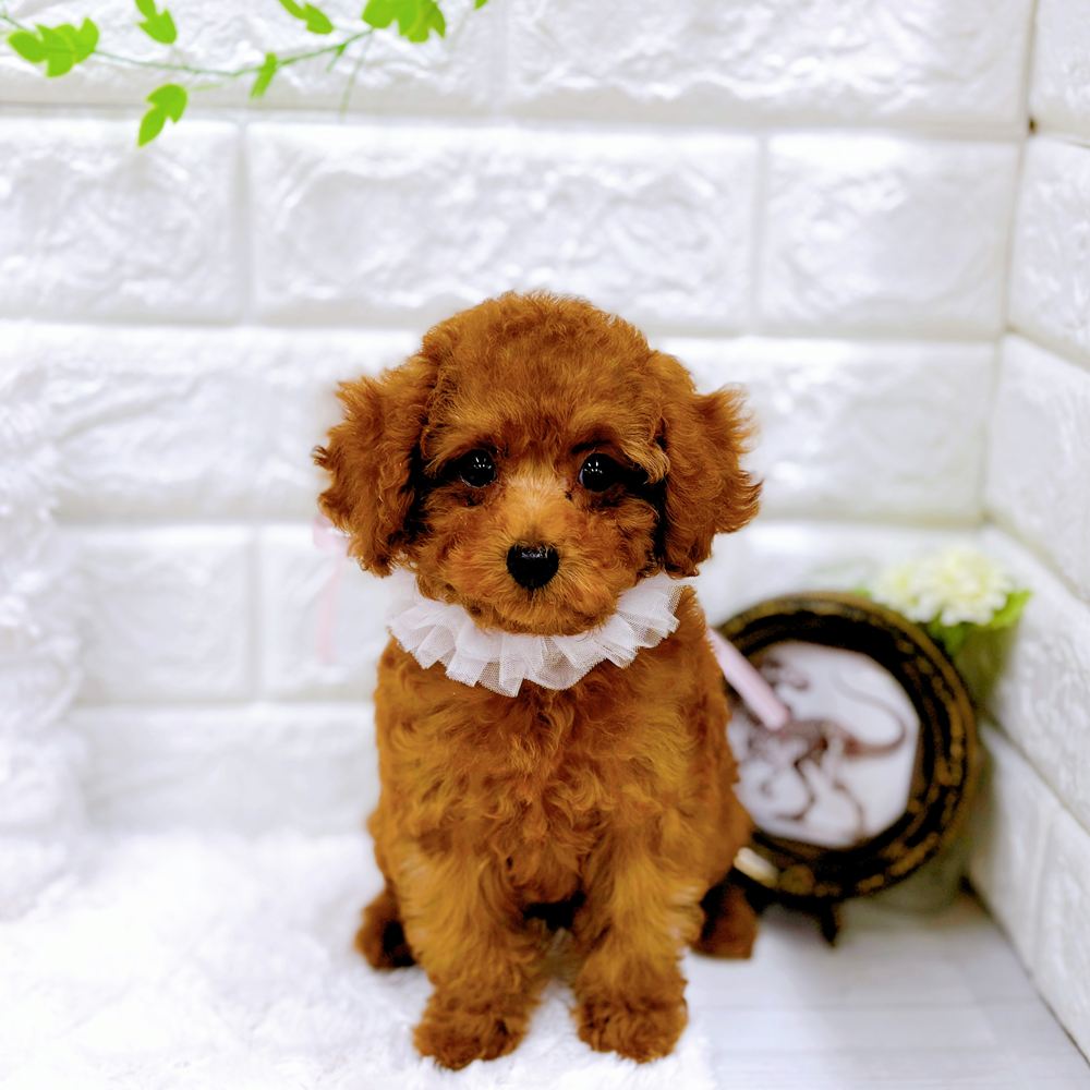 福井県のトイプードル(トイ) (犬の家＆猫の里アミーゴ福井店/2026年6月3日生まれ/女の子/レッドフォーン)の子犬の1枚目の画像