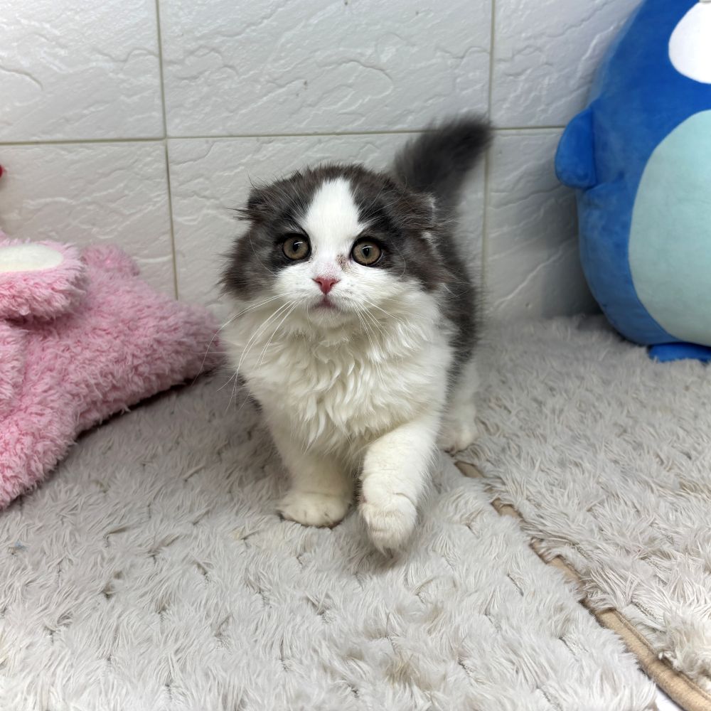 兵庫県のスコティッシュフォールド (犬の家＆猫の里ゆめタウン姫路店/2026年6月9日生まれ/男の子/シルバータビーホワイト)の子猫の2枚目の画像