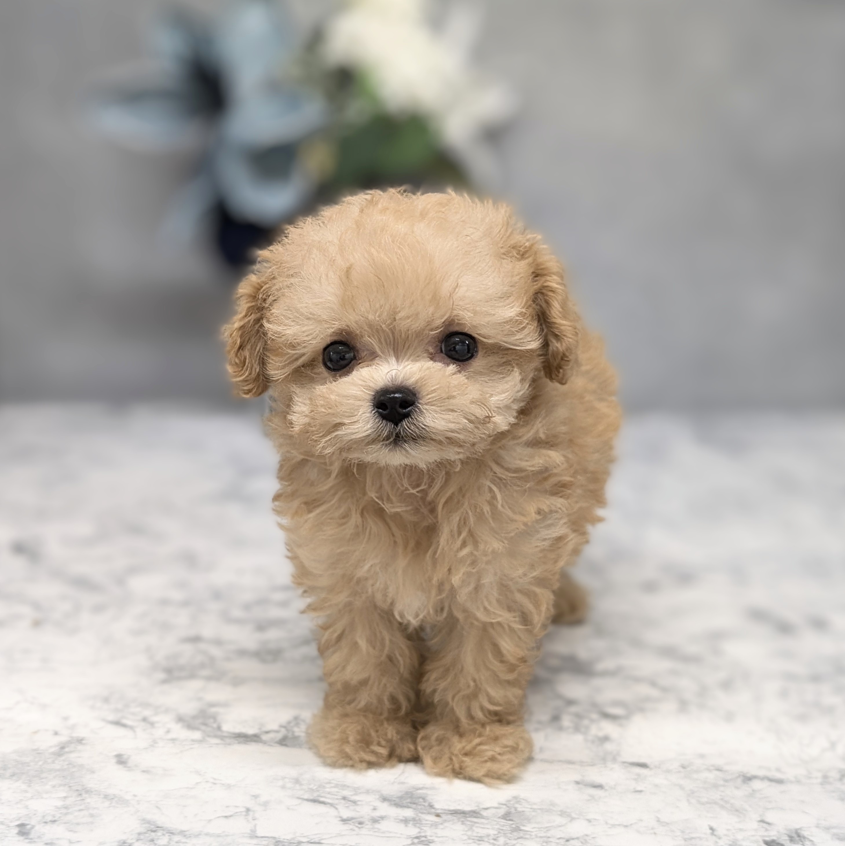ハーフ犬男の子の写真