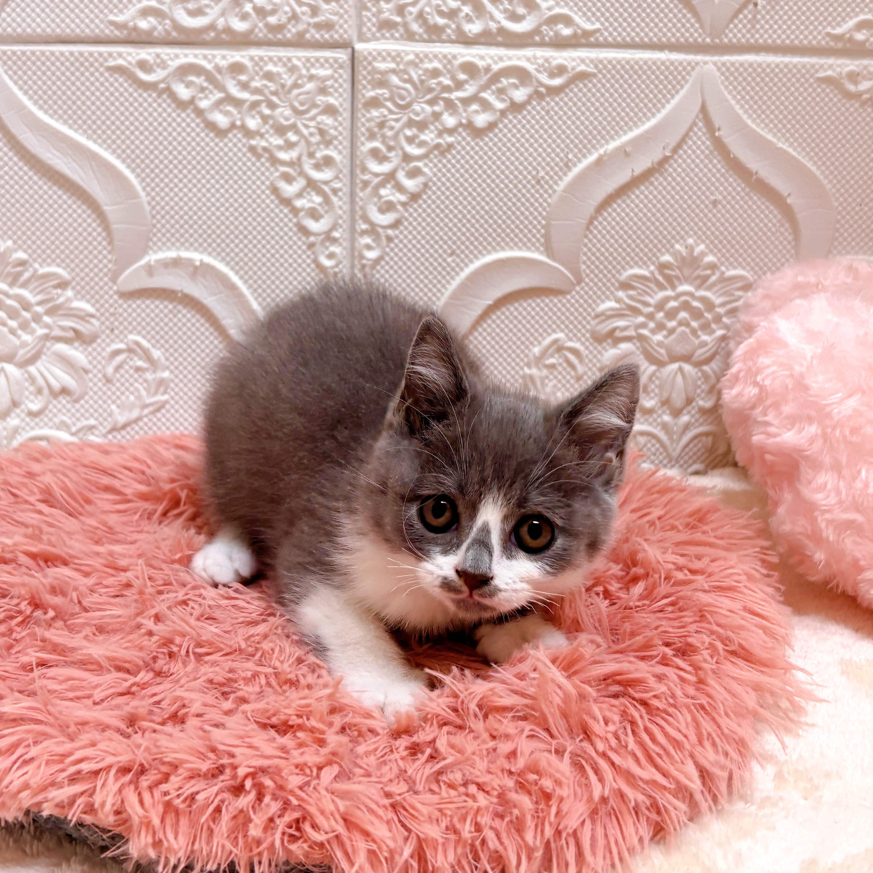 愛知県のブリティッシュショートヘアー (犬の家＆猫の里岡崎店/2026年6月10日生まれ/男の子/ブルーホワイト)の子猫の2枚目の画像