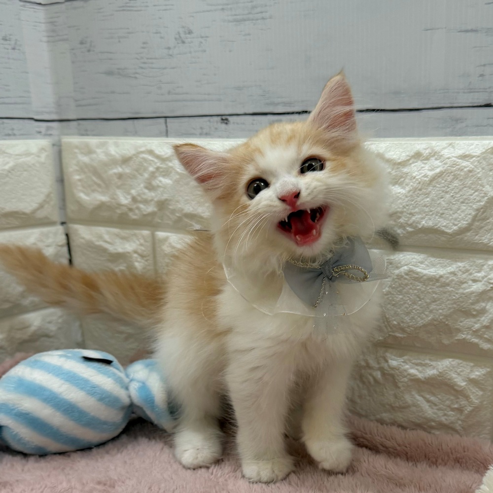 静岡県のサイベリアン (犬の家＆猫の里アミーゴ浜松和田店/2026年6月5日生まれ/男の子/レッドタビーホワイト)の子猫の2枚目の画像