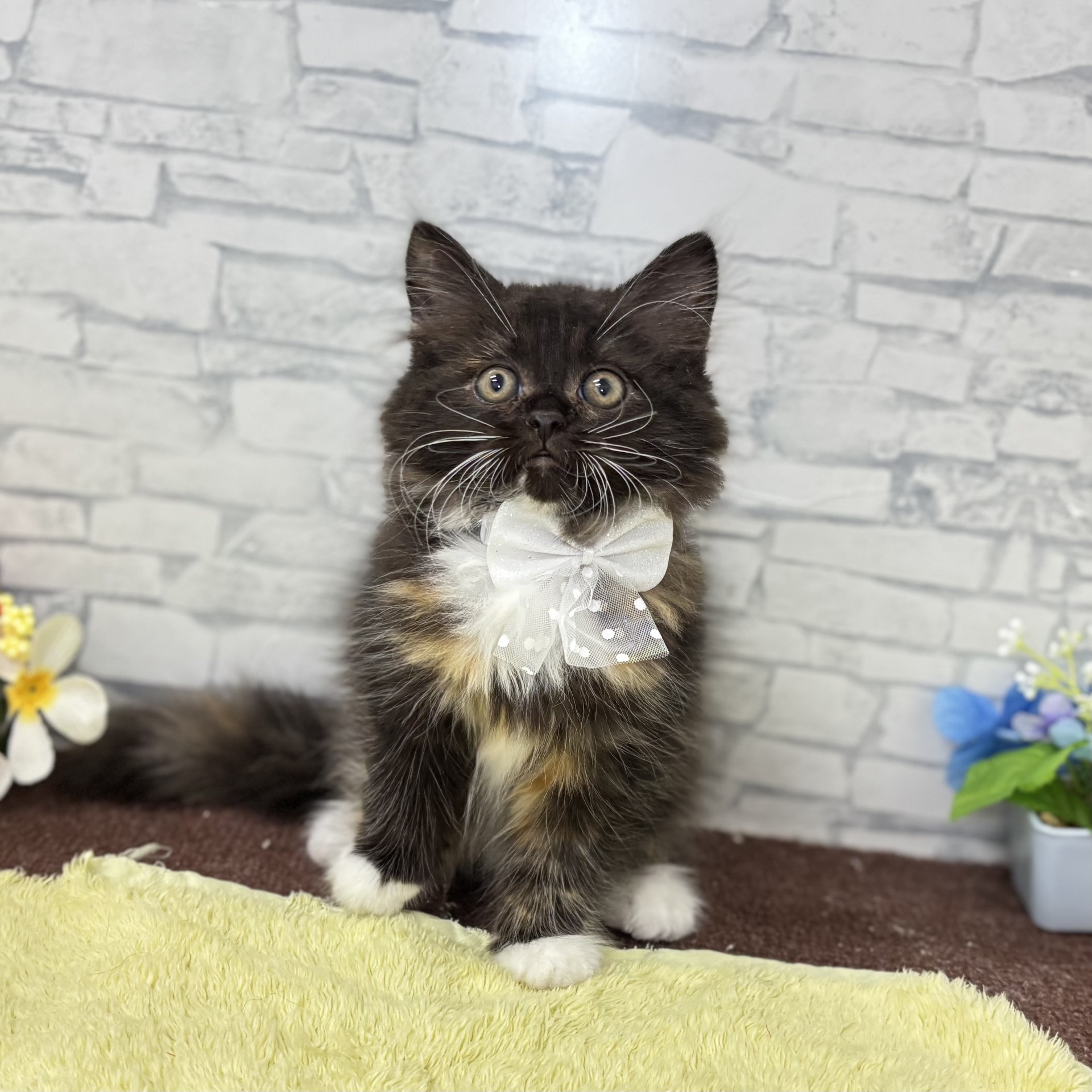 長野県のサイベリアン (犬の家＆猫の里長野店/2026年6月5日生まれ/女の子/トーティスモーク&ホワイト)の子猫の2枚目の画像