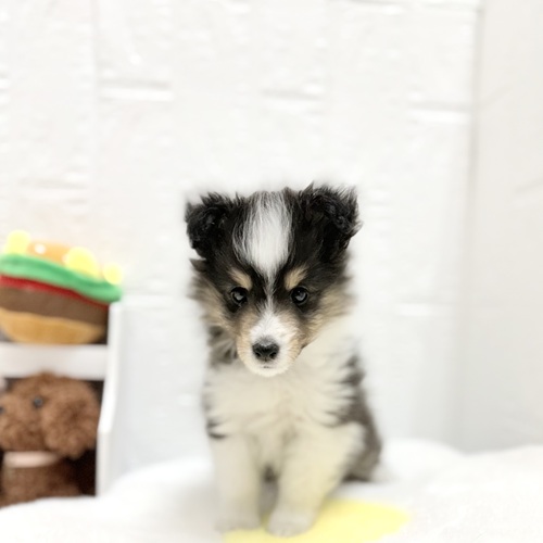 愛知県のシェットランドシープドッグ (犬の家＆猫の里豊川インター店/2026年6月12日生まれ/女の子/ブラックホワイトタン)の子犬の1枚目の画像