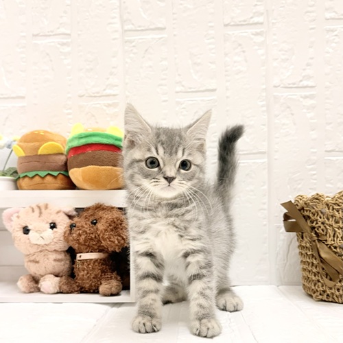 愛知県のマンチカン (犬の家＆猫の里豊川インター店/2026年6月12日生まれ/男の子/ブルータビー)の子猫の1枚目の画像