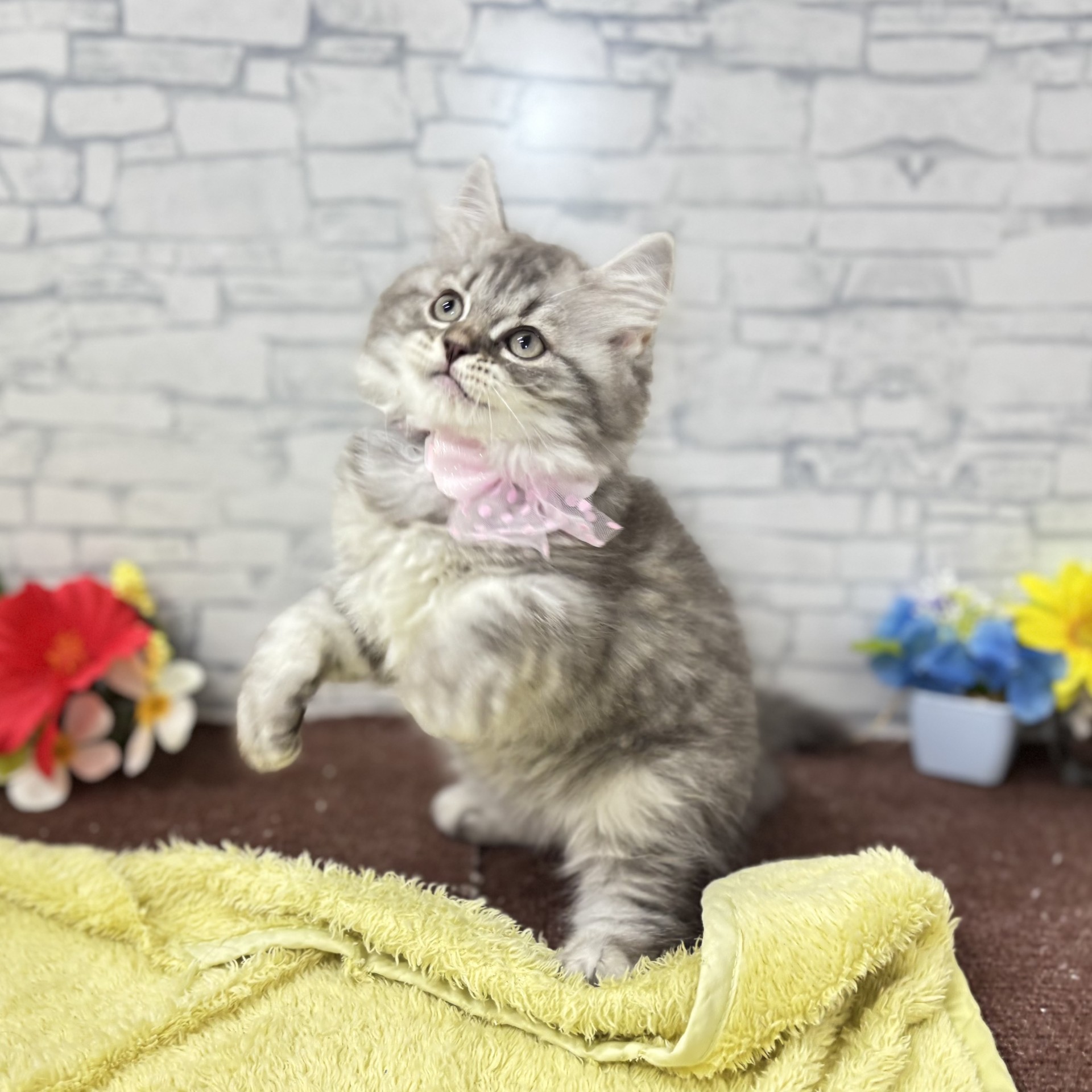 長野県のマンチカン (犬の家＆猫の里長野店/2026年6月12日生まれ/女の子/ブルーシルバータビー)の子猫の2枚目の画像