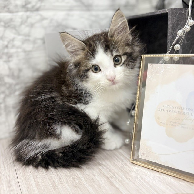 千葉県のノルウェージャンフォレストキャット (犬の家＆猫の里ワンズモール稲毛店/2026年6月13日生まれ/男の子/ブラウンタビーホワイト)の子猫の2枚目の画像