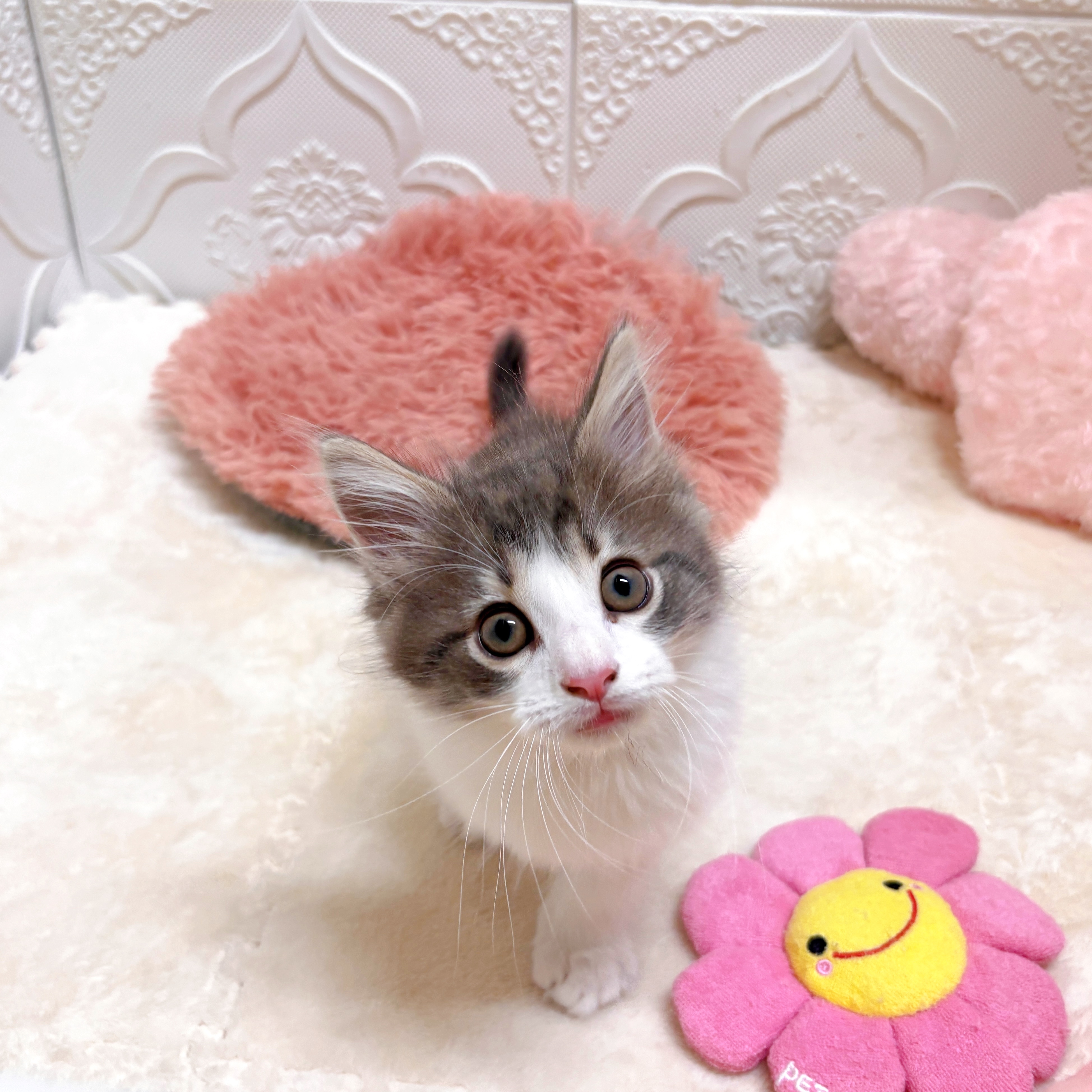 愛知県のノルウェージャンフォレストキャット (犬の家＆猫の里岡崎店/2026年6月10日生まれ/男の子/ブルータビーホワイト)の子猫の2枚目の画像