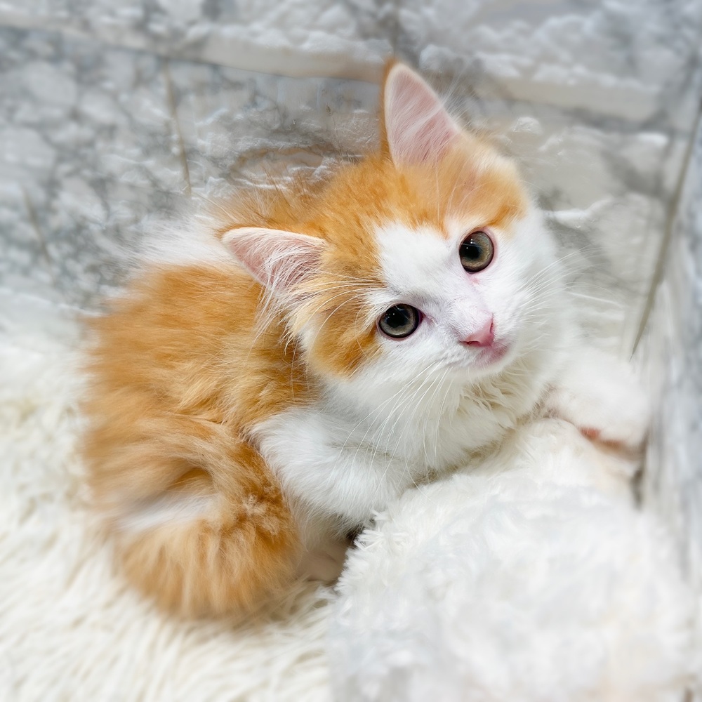 愛知県のスコティッシュフォールド (犬の家＆猫の里MiO香久山店/2026年6月11日生まれ/男の子/レッドタビーホワイト)の子猫の2枚目の画像