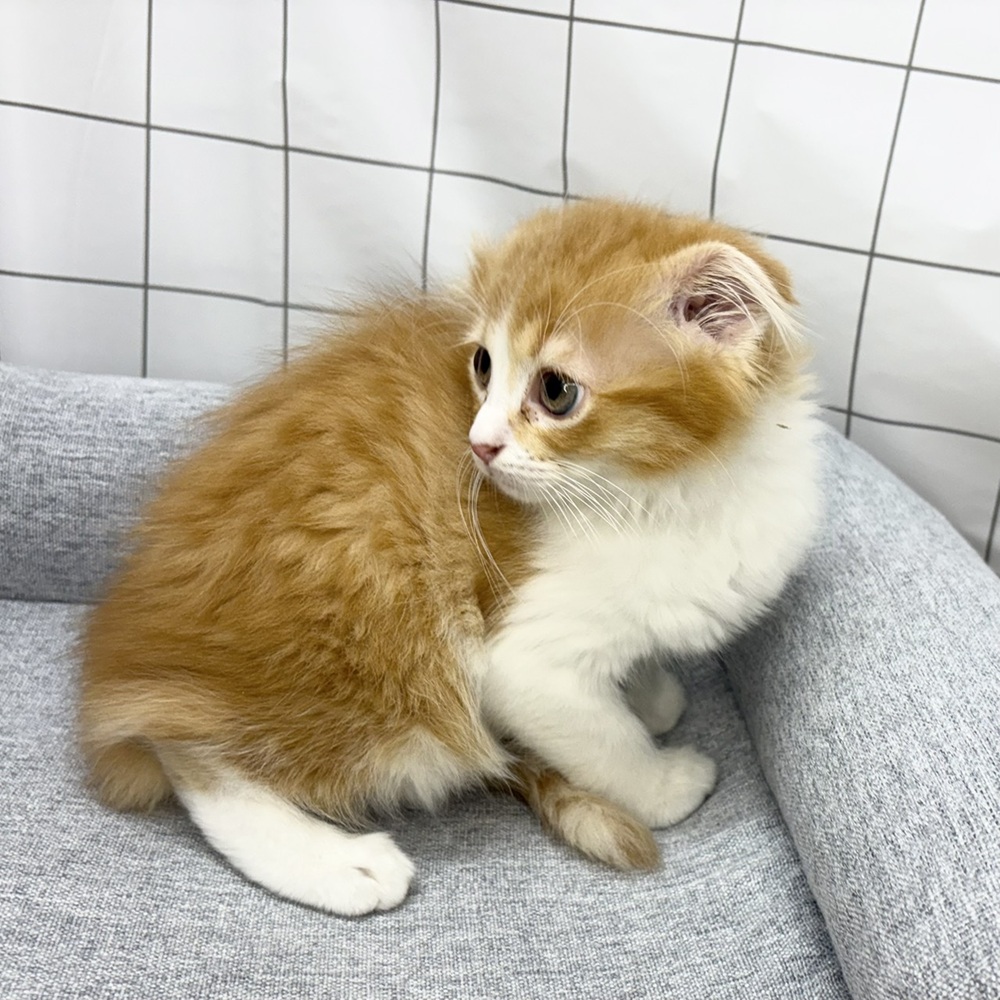 長野県のスコティッシュフォールド (犬の家＆猫の里塩尻店/2026年6月11日生まれ/女の子/レッドタビーホワイト)の子猫の2枚目の画像