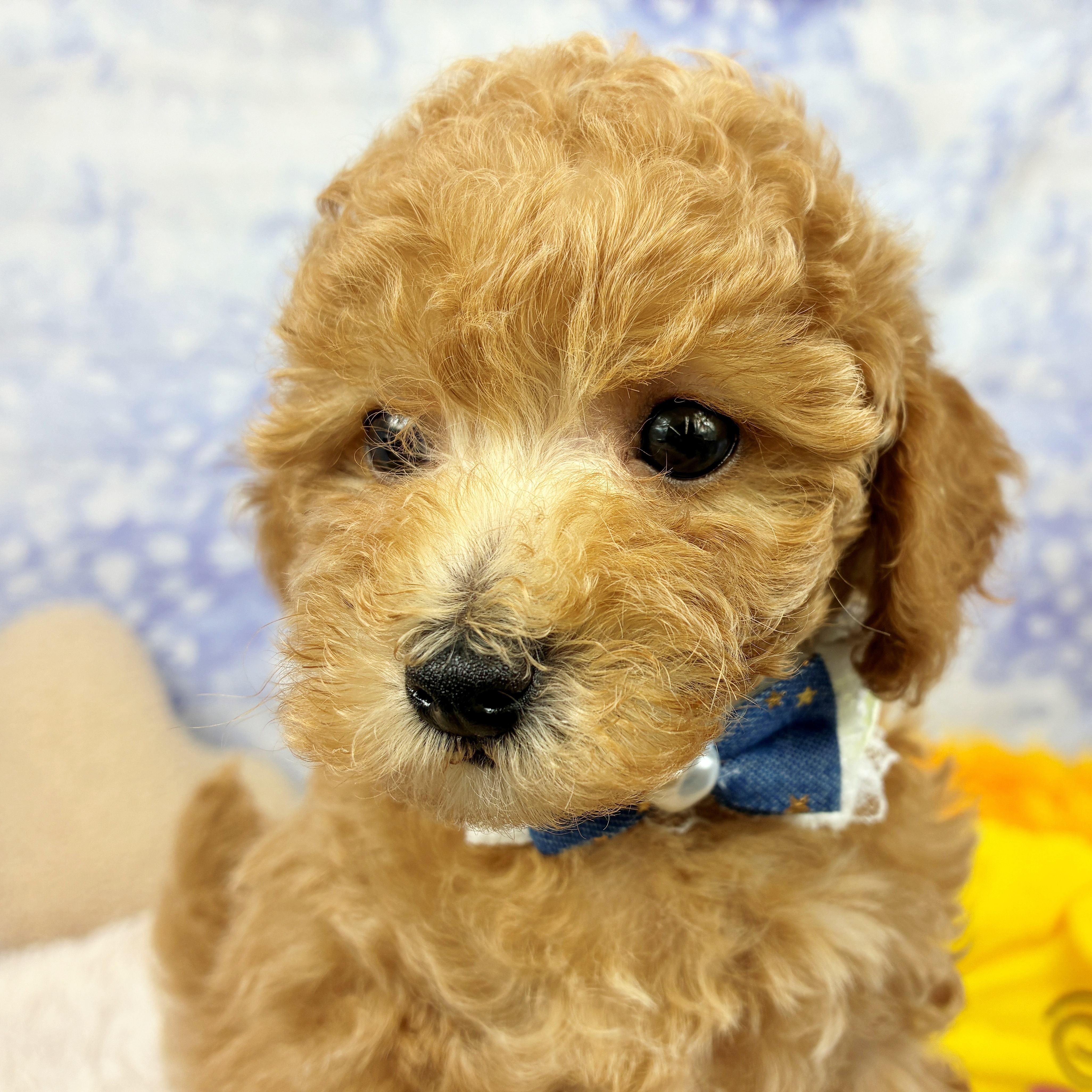 兵庫県のトイプードル(トイ) (犬の家＆猫の里川西店/2026年6月10日生まれ/男の子/オレンジフォーン)の子犬の2枚目の画像