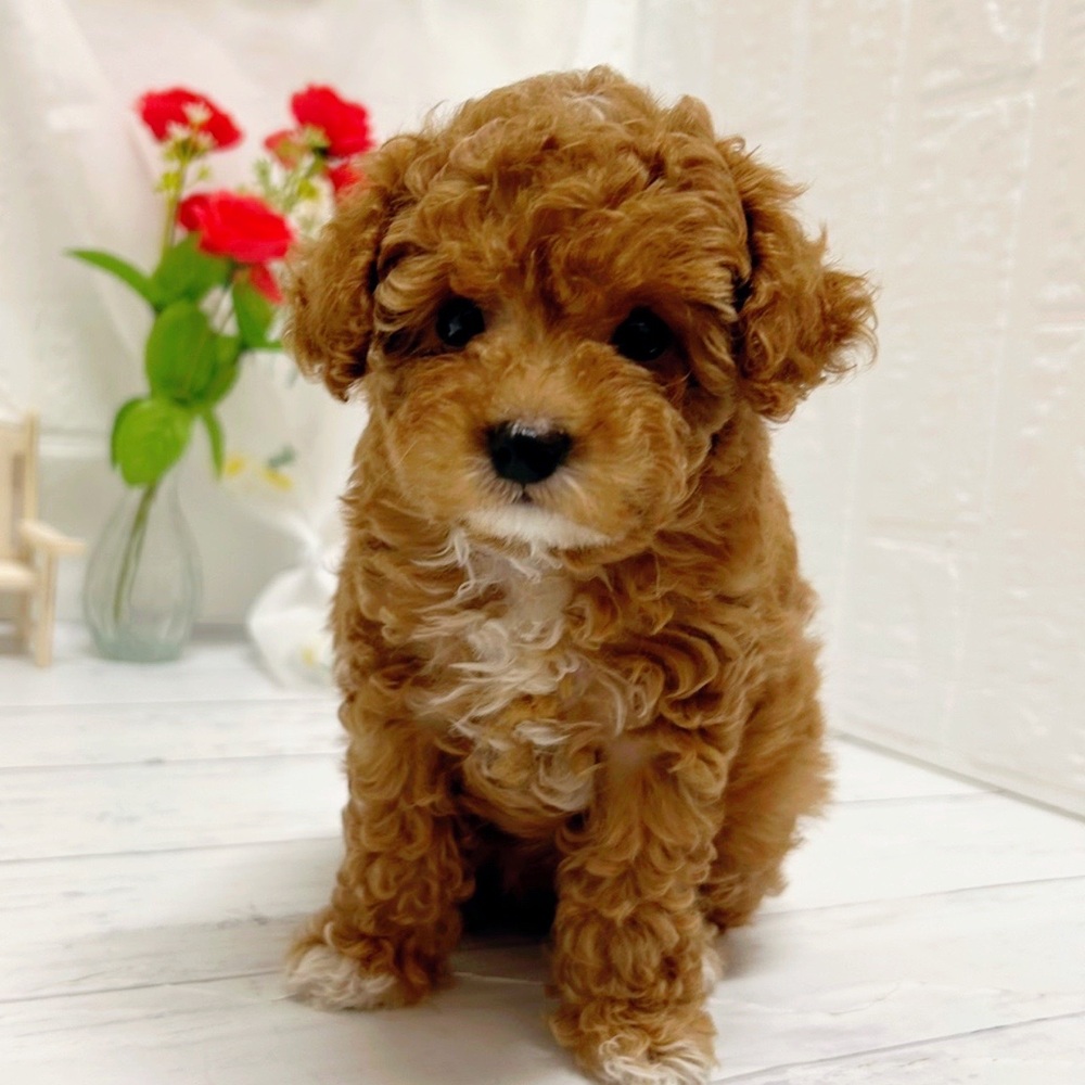 岡山県のトイプードル(トイ) (犬の家＆猫の里岡山店/2026年6月10日生まれ/女の子/アプリコットホワイト)の子犬の2枚目の画像