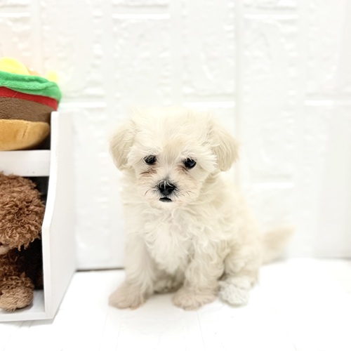 愛知県のマルプー(マルチーズ×プードル) (犬の家＆猫の里豊川インター店/2026年6月12日生まれ/女の子/クリーム)の子犬の1枚目の画像