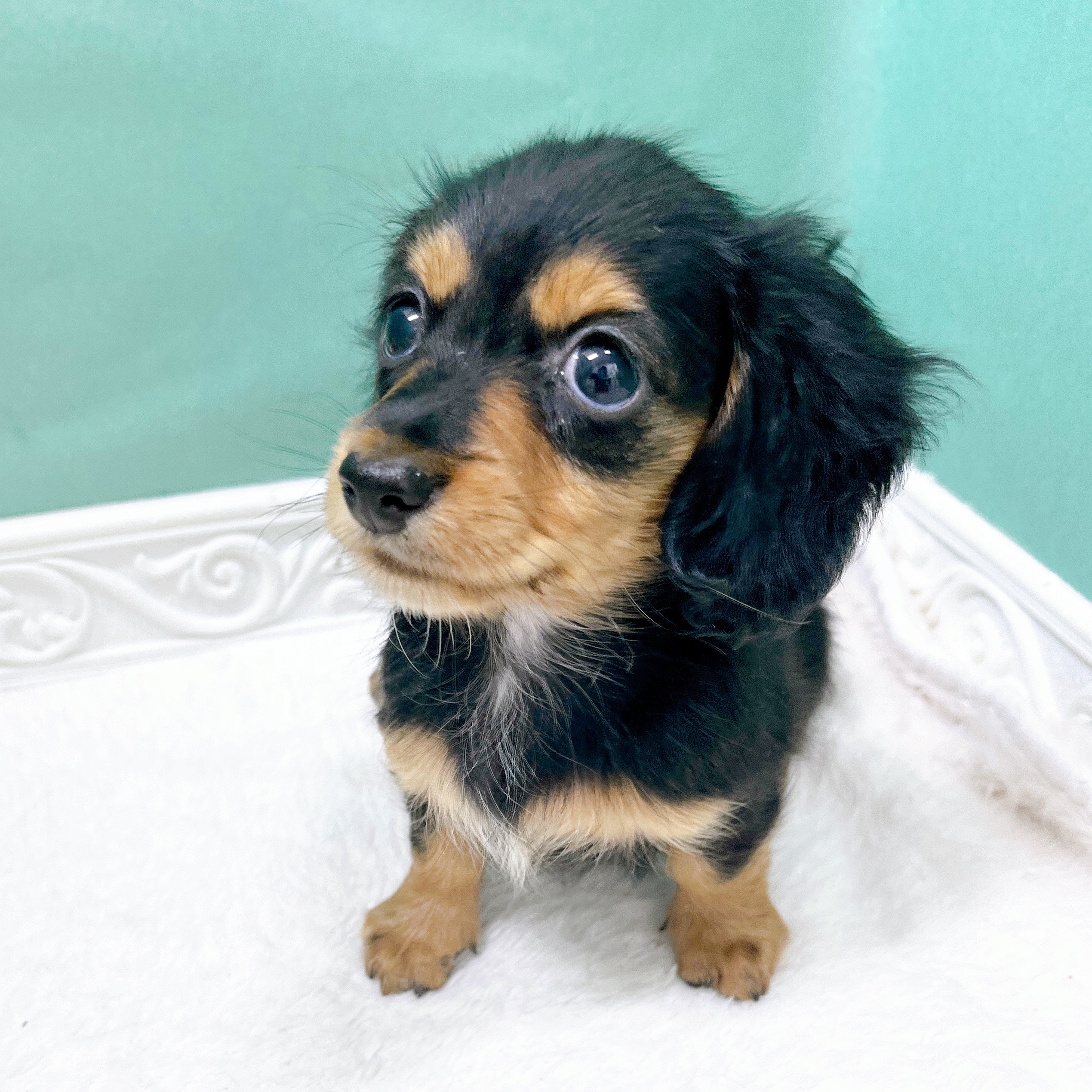 石川県のカニンヘンダックスフンド(ロング) (犬の家＆猫の里アミーゴ金沢有松店/2026年6月11日生まれ/女の子/ブラックタン)の子犬の2枚目の画像