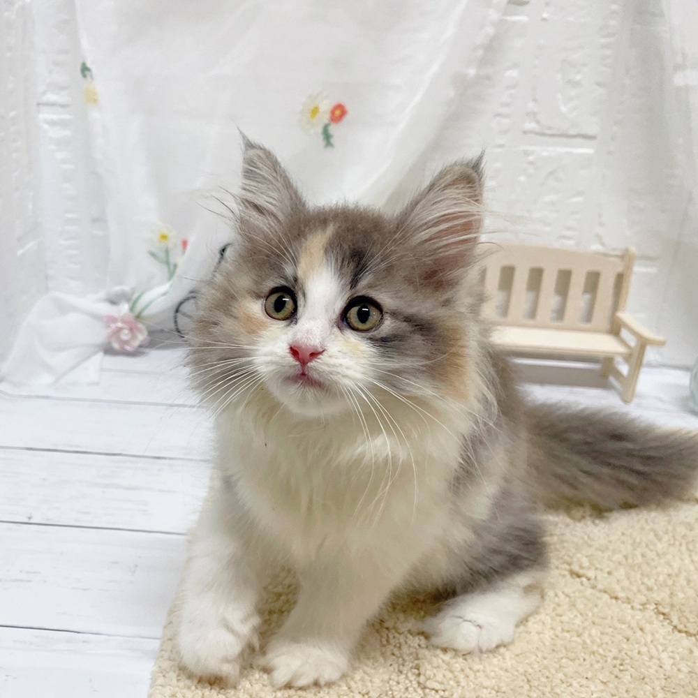 岡山県のノルウェージャンフォレストキャット (犬の家＆猫の里岡山店/2026年6月11日生まれ/女の子/ダイリュートキャリコ)の子猫の1枚目の画像