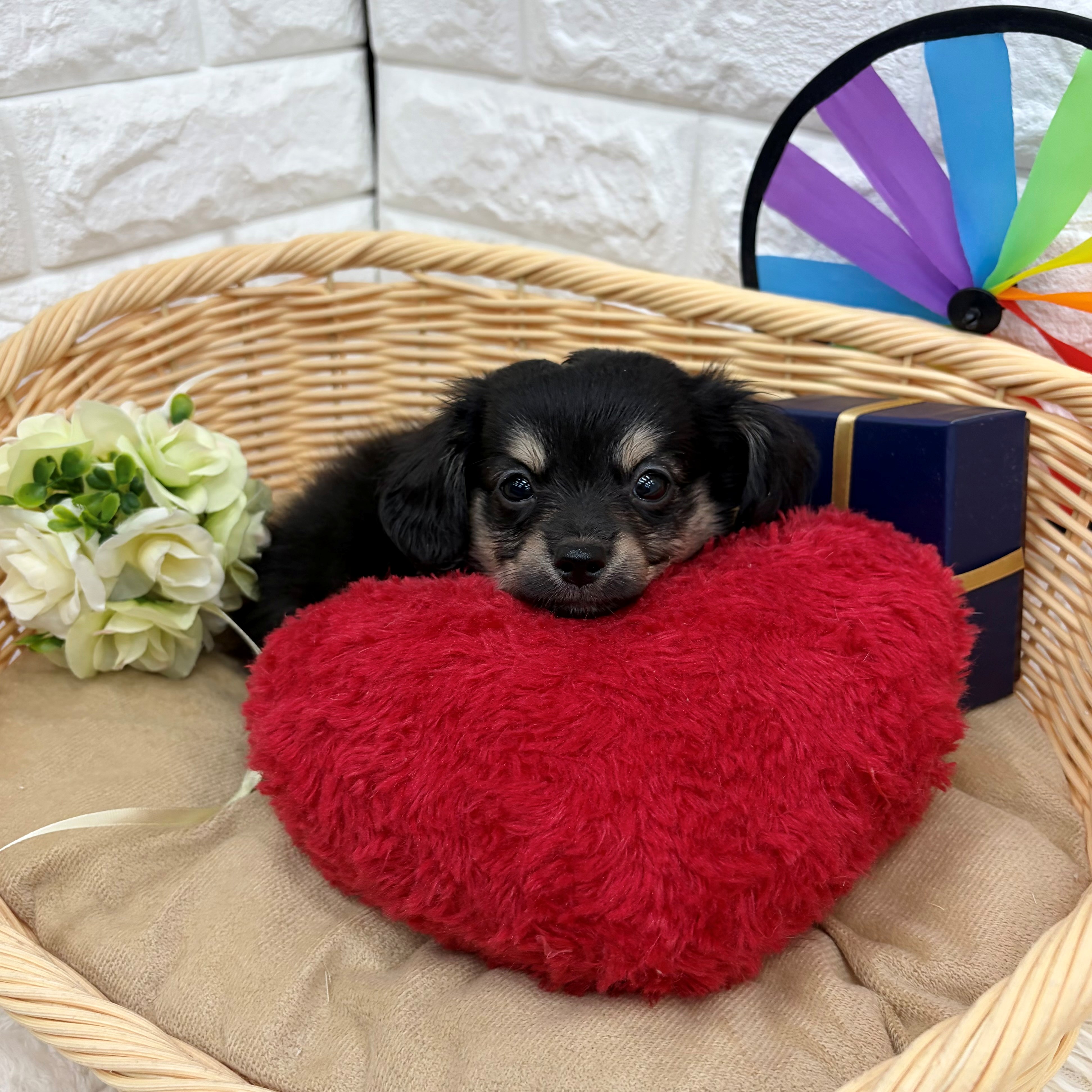 愛知県のチワックス(チワワ×ダックス) (犬の家＆猫の里MEGAドン・キホーテ東海名和店/2026年6月13日生まれ/男の子/ブラッククリーム)の子犬の2枚目の画像