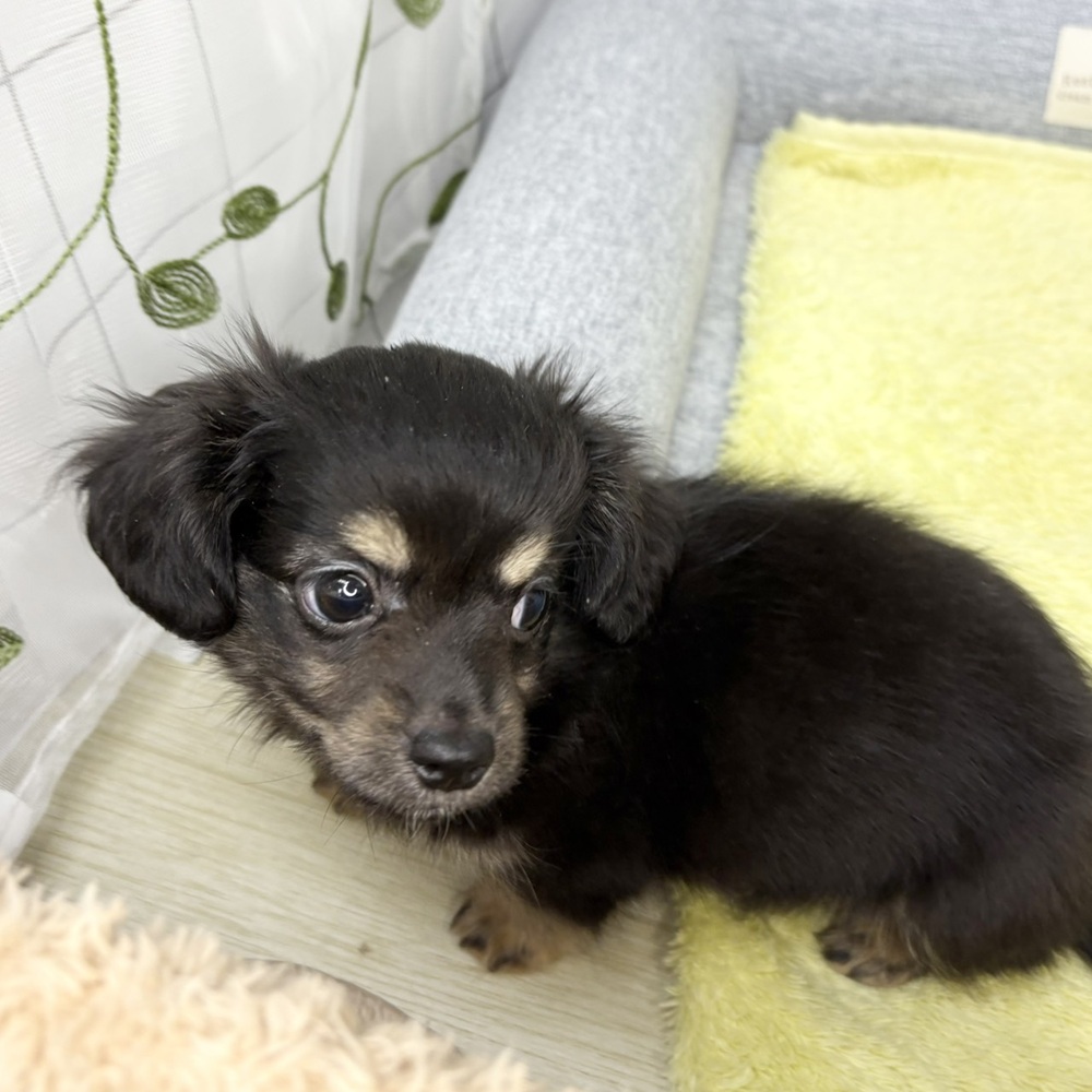 長野県のチワックス(チワワ×ダックス) (犬の家＆猫の里塩尻店/2026年6月13日生まれ/女の子/ブラッククリーム)の子犬の2枚目の画像