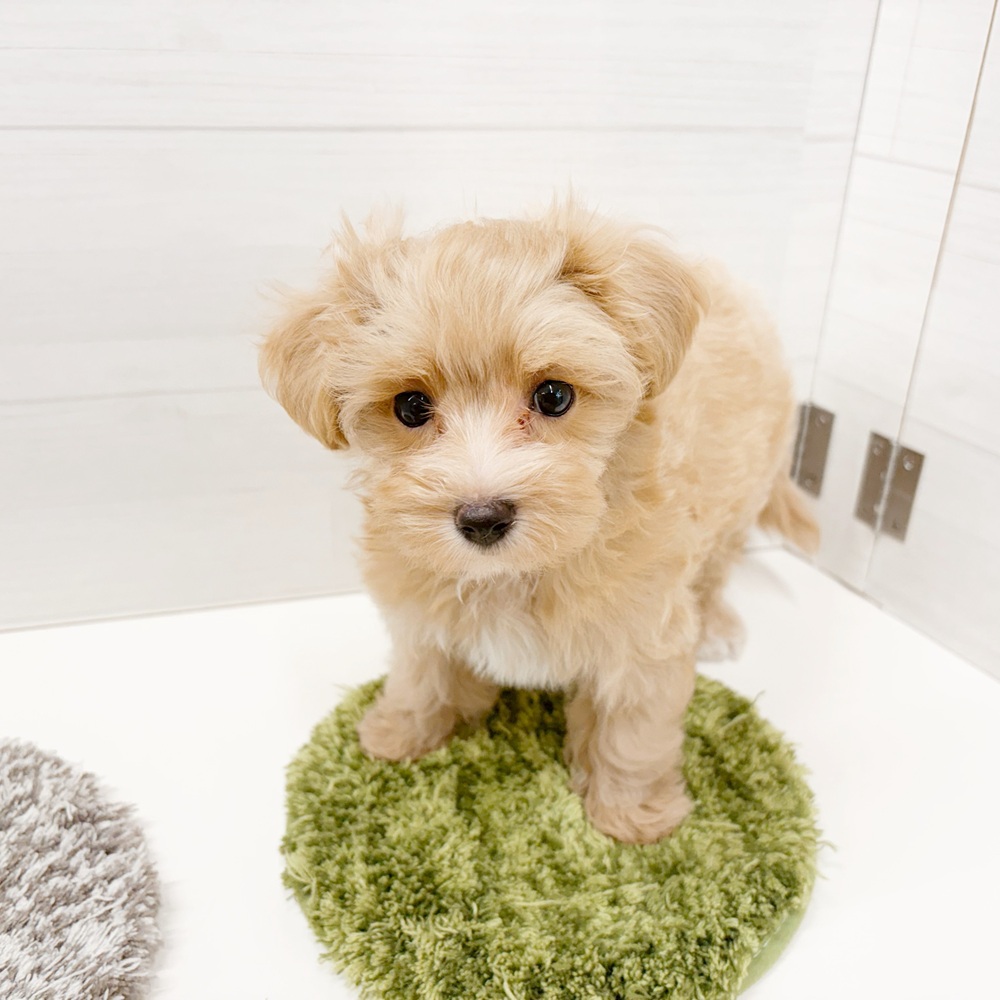 石川県のマルプー(マルチーズ×プードル) (犬の家＆猫の里アミーゴ金沢おこばた店/2026年6月13日生まれ/女の子/アプリコットホワイト)の子犬の2枚目の画像