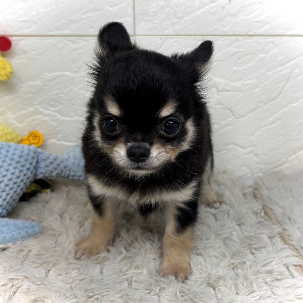 兵庫県のチワワ(ロング) (犬の家＆猫の里ゆめタウン姫路店/2026年6月11日生まれ/男の子/ブラッククリーム)の子犬の2枚目の画像