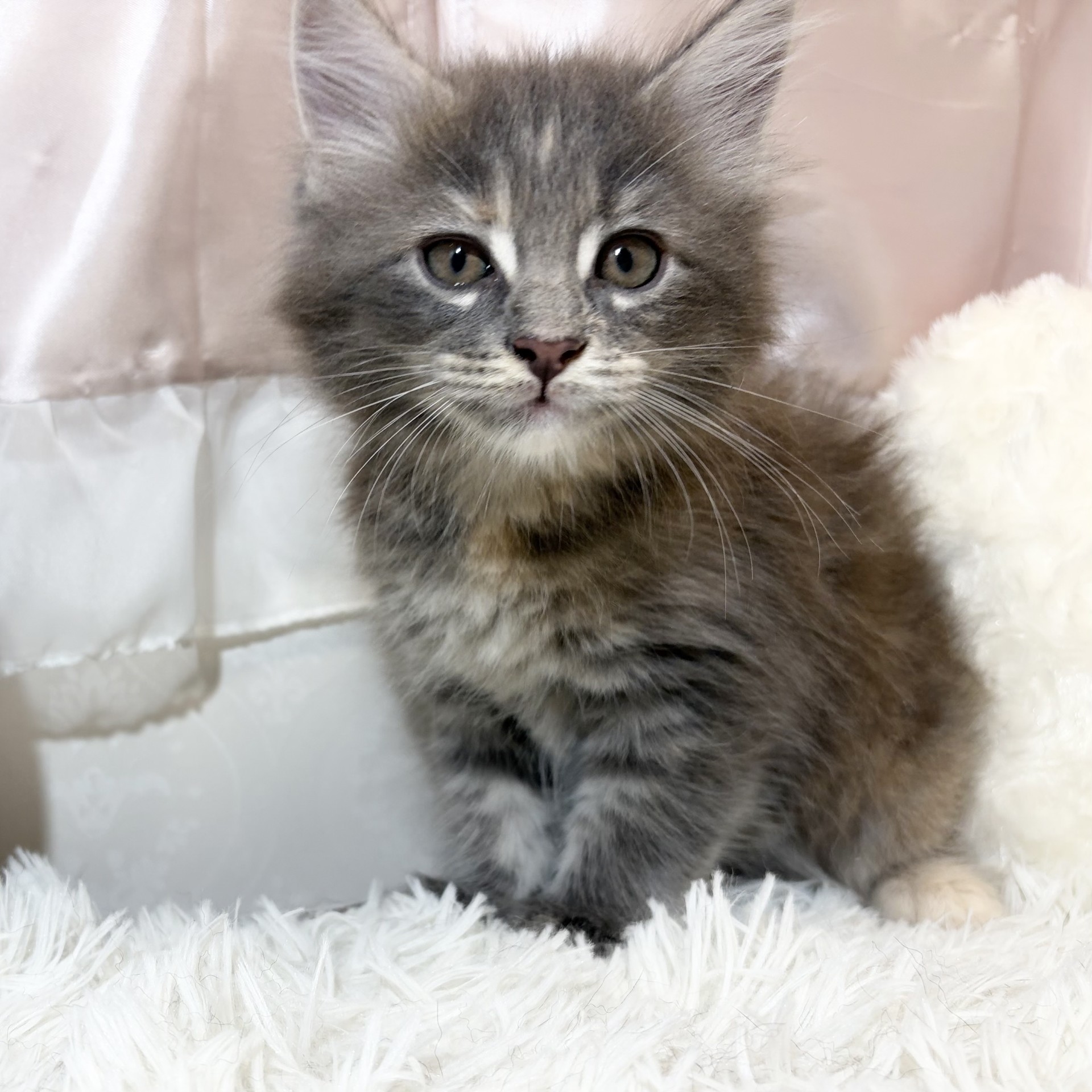 兵庫県のメインクーン (犬の家＆猫の里カナート西神戸店/2026年6月11日生まれ/女の子/ブルーパッチドタビー)の子猫の2枚目の画像