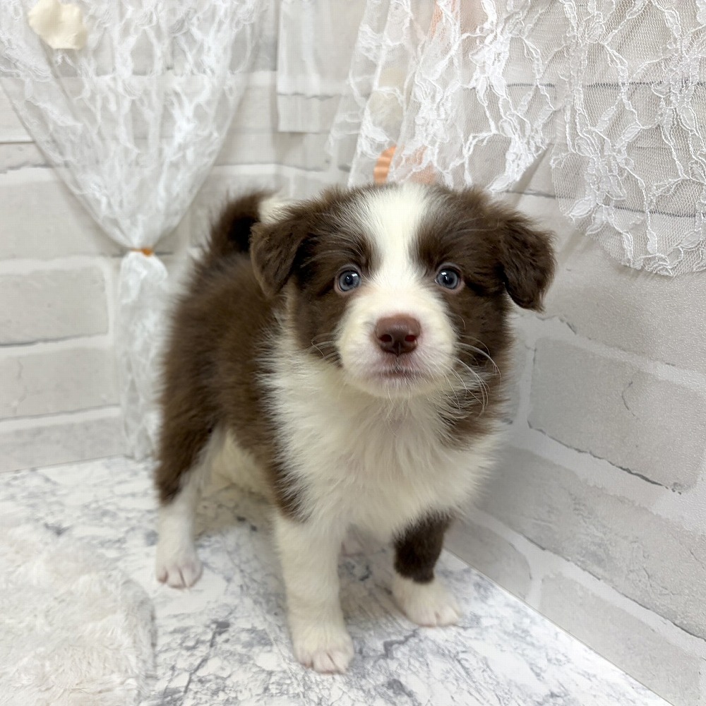 京都府のボーダーコリー (犬の家＆猫の里京都精華店/2026年6月14日生まれ/女の子/チョコレートホワイト)の子犬の2枚目の画像