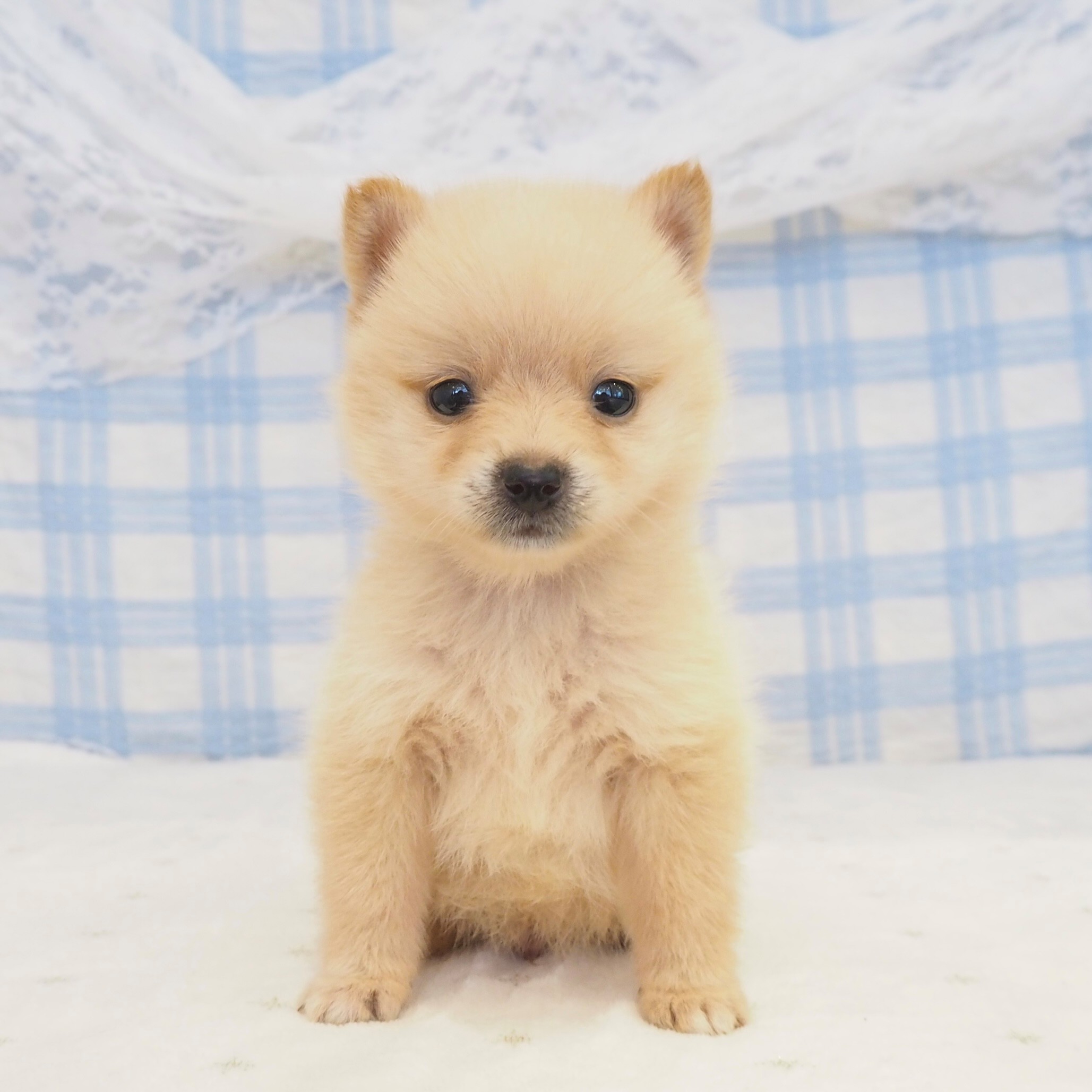 ハーフ犬男の子の写真