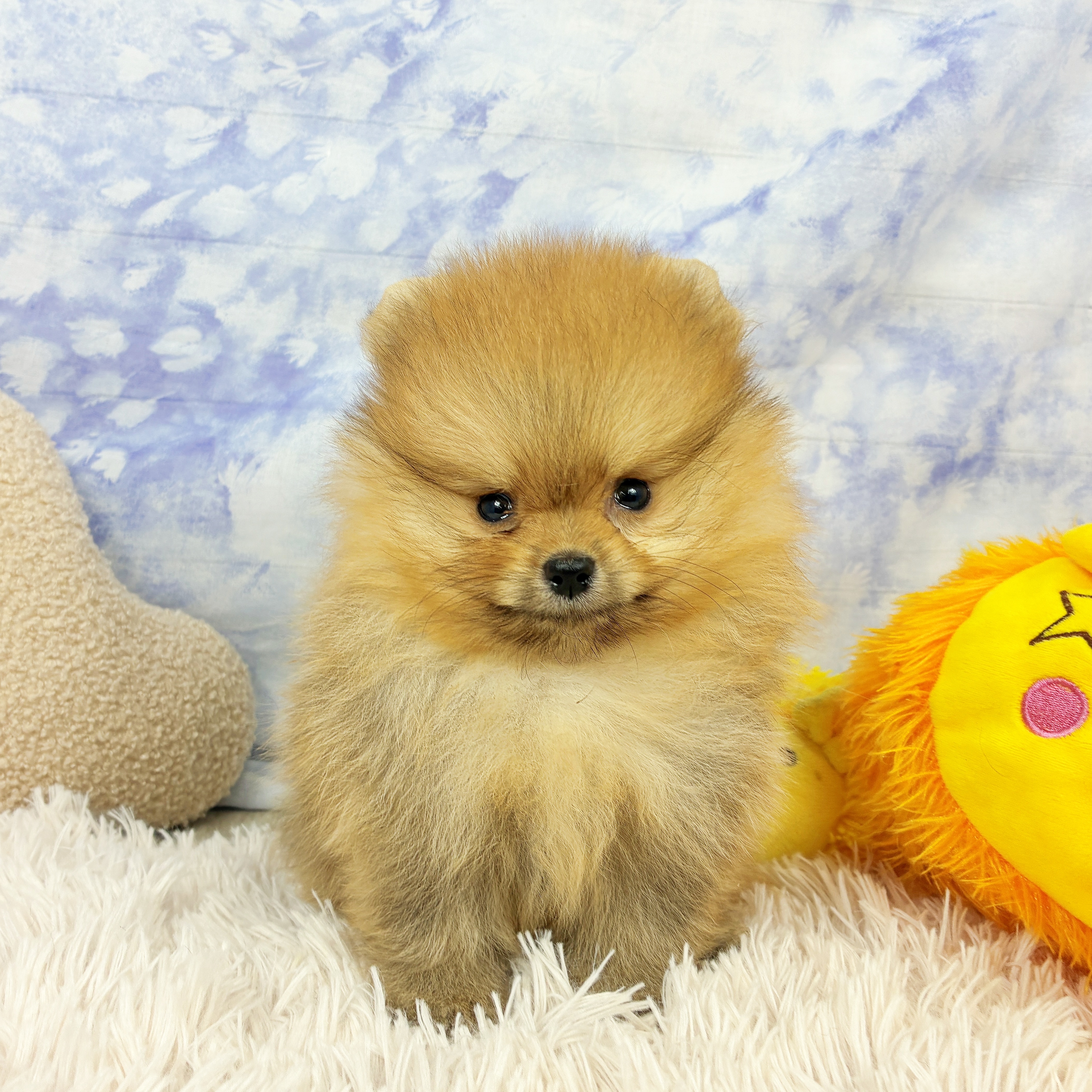 兵庫県のポメラニアン (犬の家＆猫の里川西店/2026年6月13日生まれ/男の子/オレンジ)の子犬の1枚目の画像
