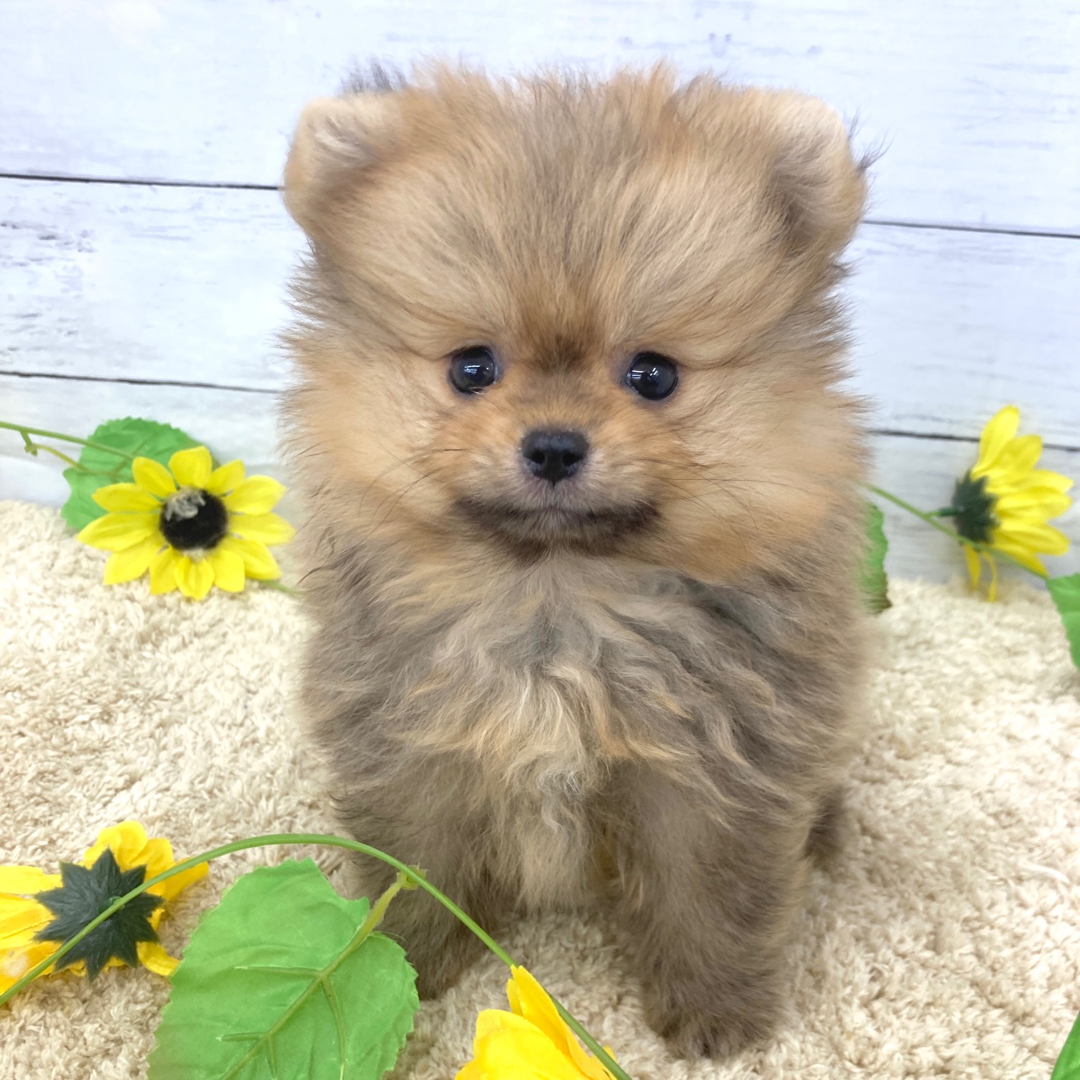 愛知県のポメラニアン (犬の家＆猫の里七宝店/2026年6月13日生まれ/男の子/オレンジ)の子犬の2枚目の画像