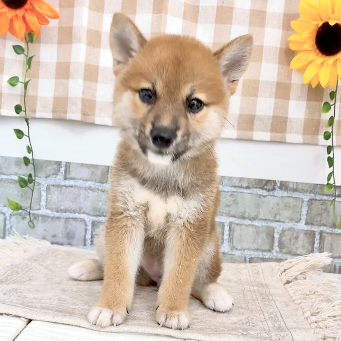 愛知県の柴犬(標準サイズ) (犬の家＆猫の里碧南店/2026年6月14日生まれ/女の子/赤)の子犬の2枚目の画像