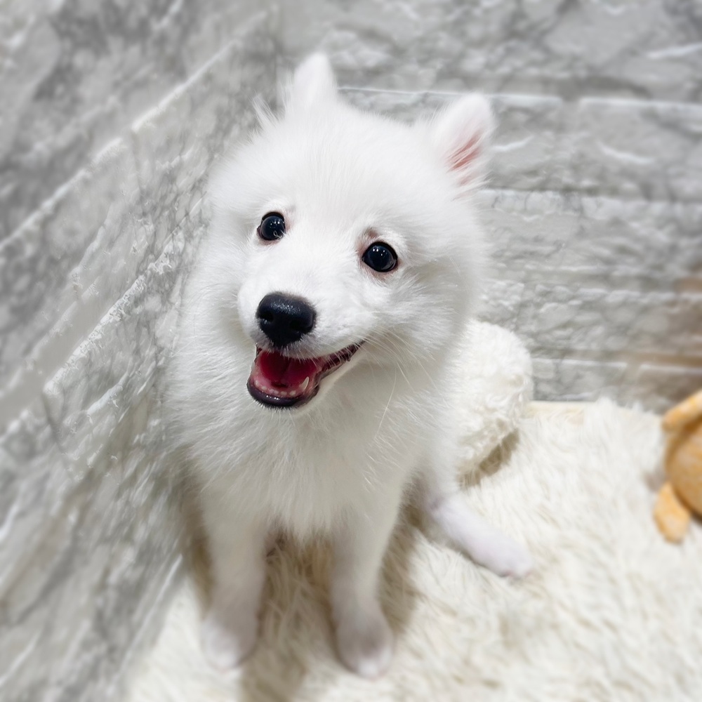 愛知県の日本スピッツ (犬の家＆猫の里MiO香久山店/2026年6月10日生まれ/男の子/ホワイト)の子犬の2枚目の画像
