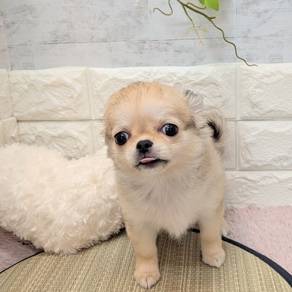 静岡県のチワワ(ロング) (犬の家＆猫の里プレ葉ウォーク浜北店/2026年6月9日生まれ/女の子/フォーン)の子犬の2枚目の画像
