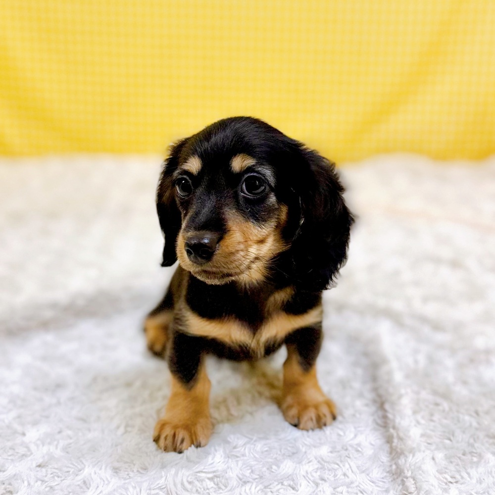 愛知県のミニチュアダックスフンド(ロング) (犬の家＆猫の里一宮店/2026年6月13日生まれ/男の子/ブラックタン)の子犬の2枚目の画像