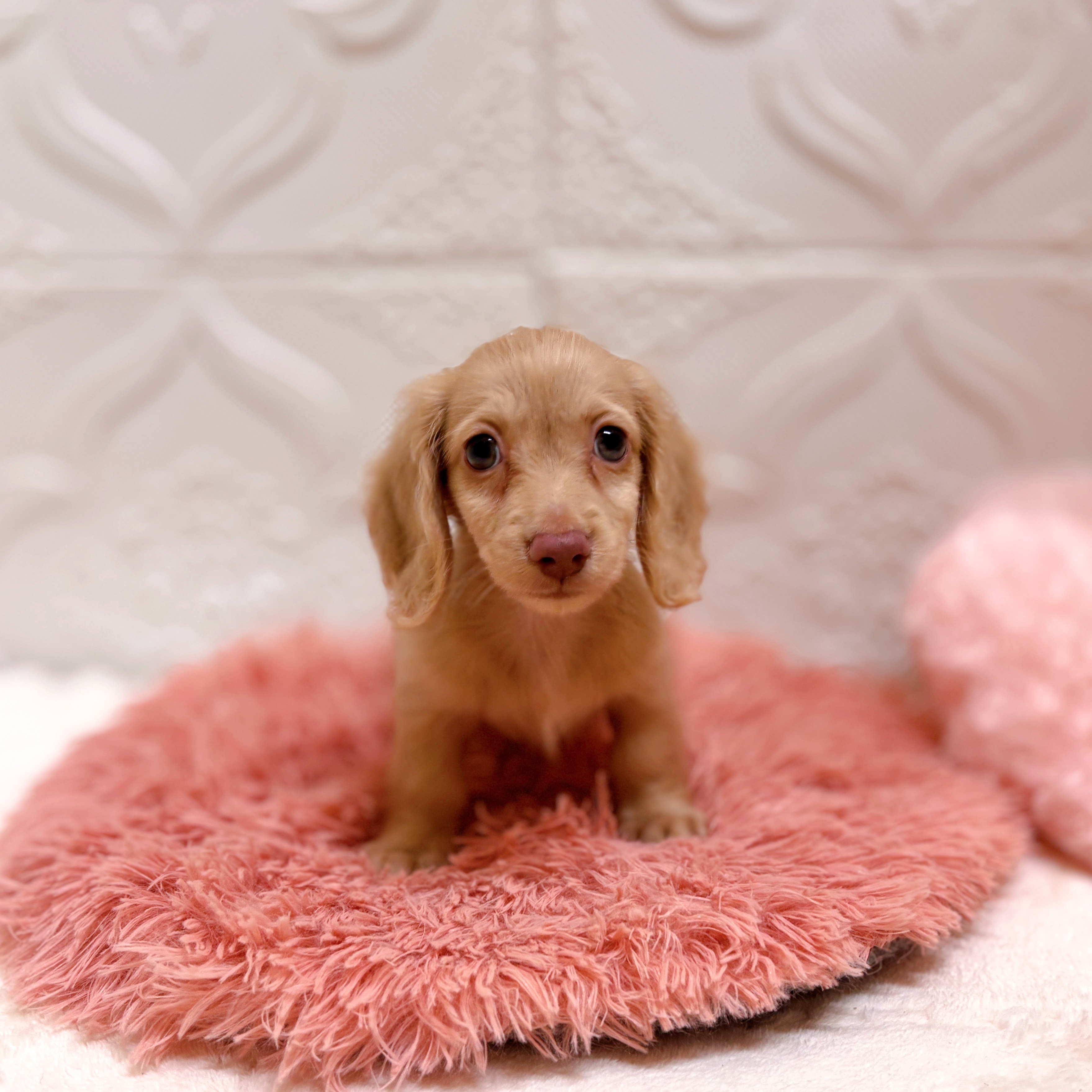 愛知県のミニチュアダックスフンド(ロング) (犬の家＆猫の里岡崎店/2026年6月13日生まれ/男の子/イエロー)の子犬の1枚目の画像
