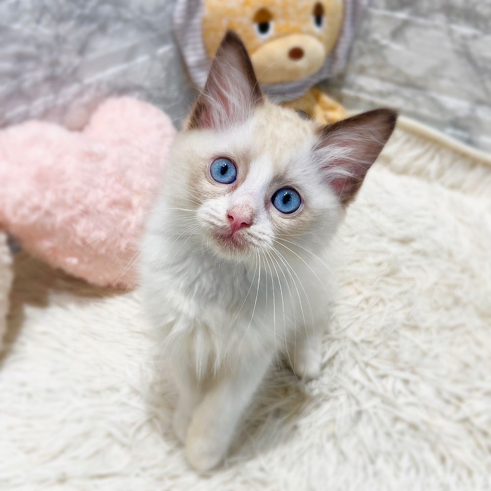 愛知県のラグドール (犬の家＆猫の里MiO香久山店/2026年6月13日生まれ/男の子/シールポイントバイカラー)の子猫の2枚目の画像