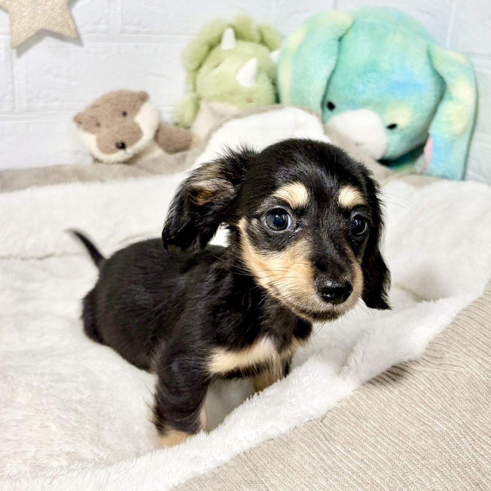 兵庫県のカニンヘンダックスフンド(ロング) (犬の家＆猫の里ニッケパークタウン加古川店/2026年6月14日生まれ/男の子/ブラックタン)の子犬の1枚目の画像