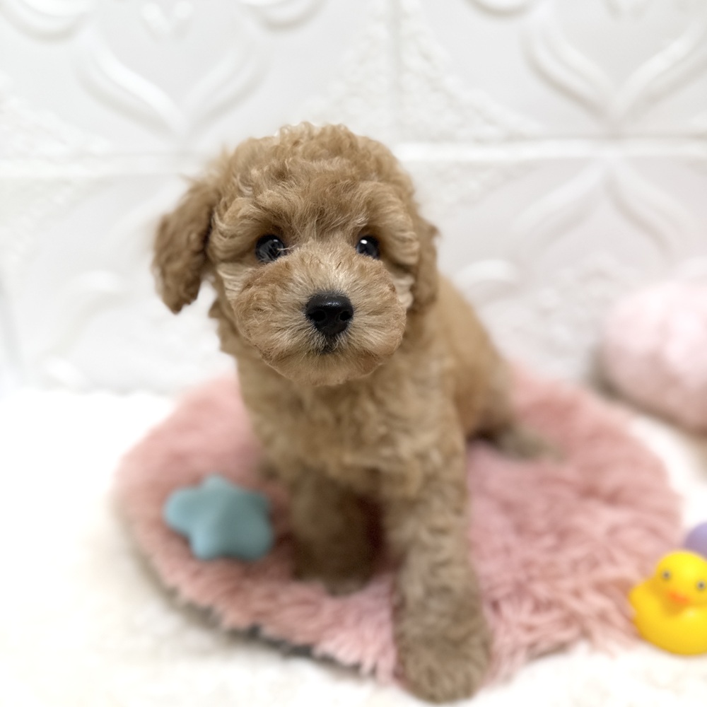 愛知県のトイプードル(トイ) (犬の家＆猫の里岡崎店/2026年6月13日生まれ/女の子/レッド)の子犬の2枚目の画像